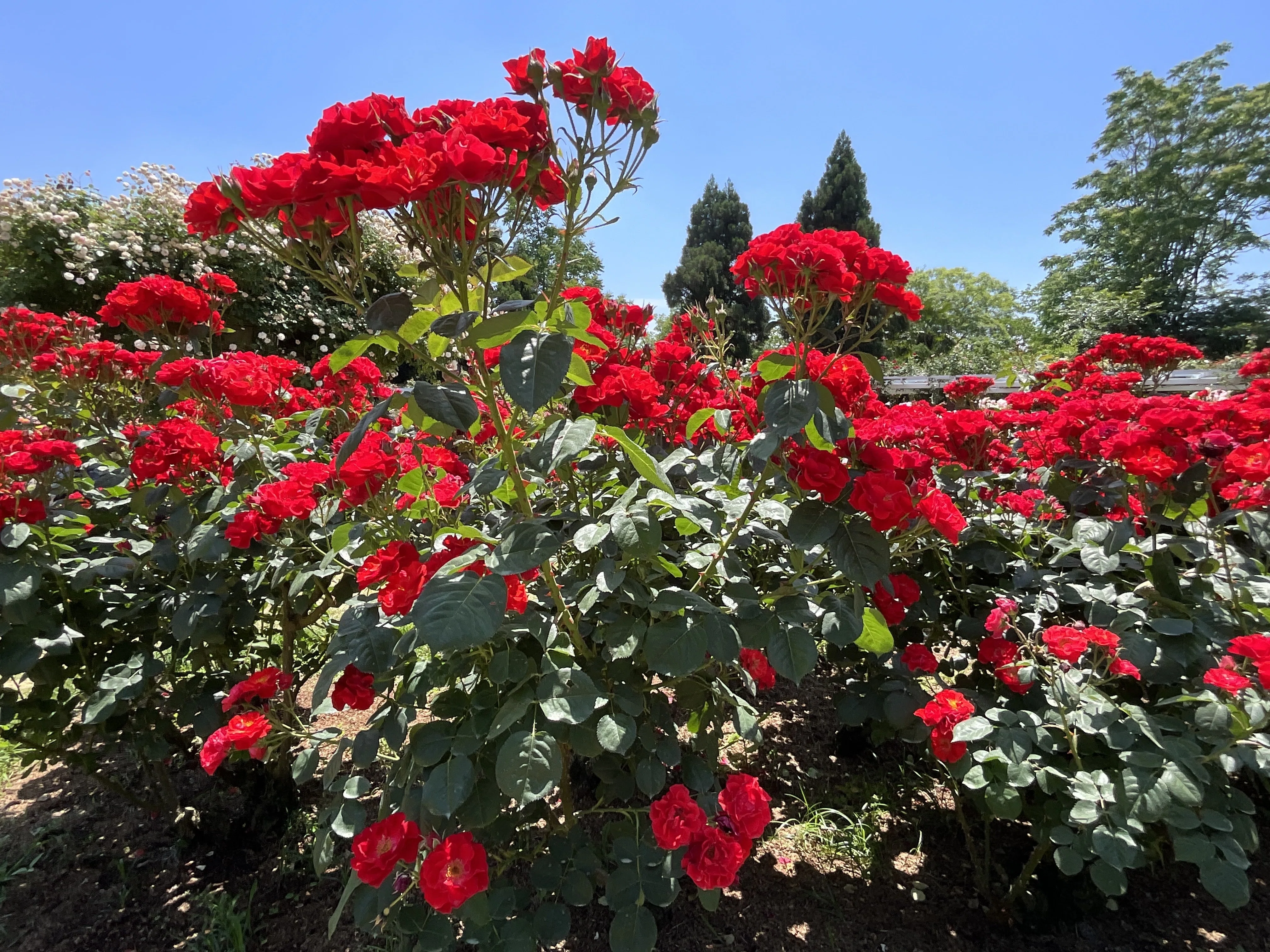 コンチェルティーノ（京都府立植物園）：2026年5月19日（火）｜藤井
