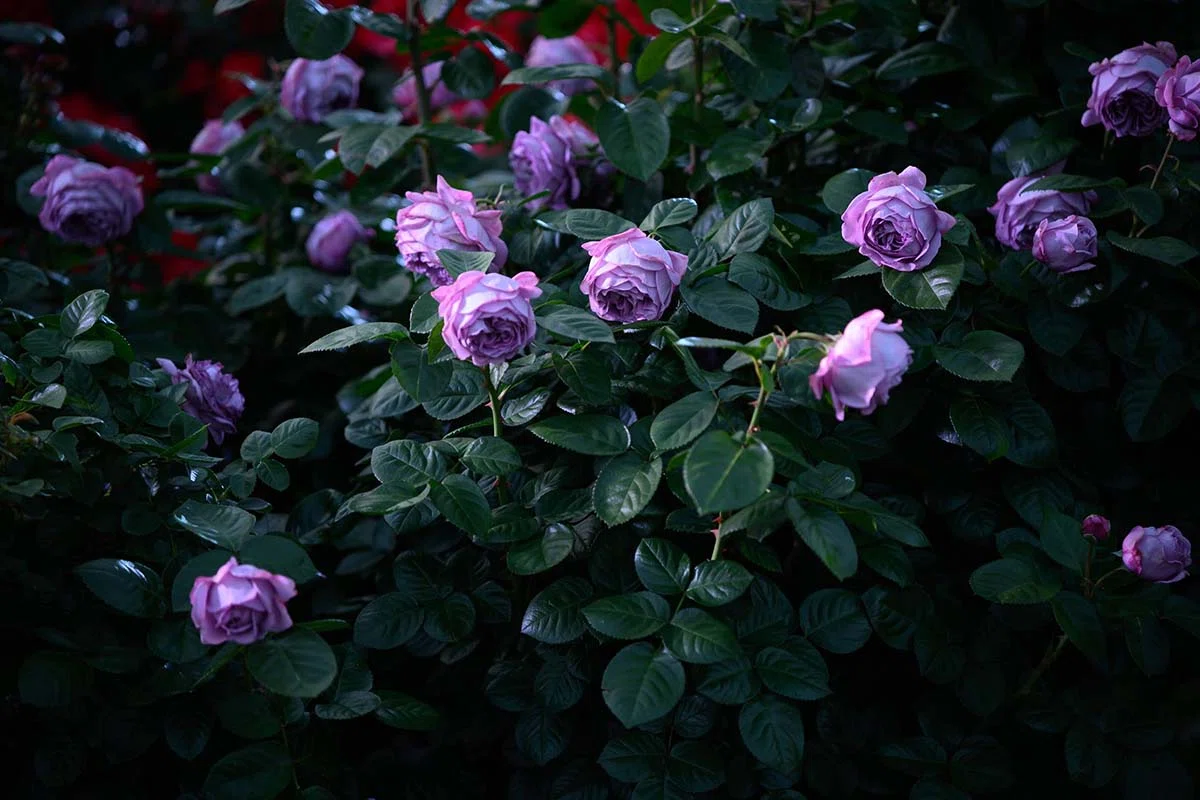 夜薔薇 | Z f + TAMRON 35-100mm F2.8｜borichan | 旅するカメラ