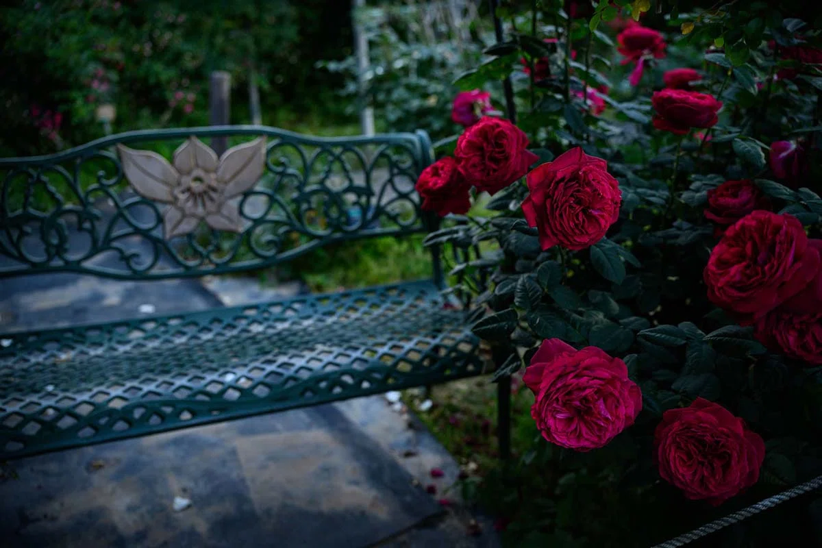 夜薔薇 | Z f + TAMRON 35-100mm F2.8｜borichan | 旅するカメラ