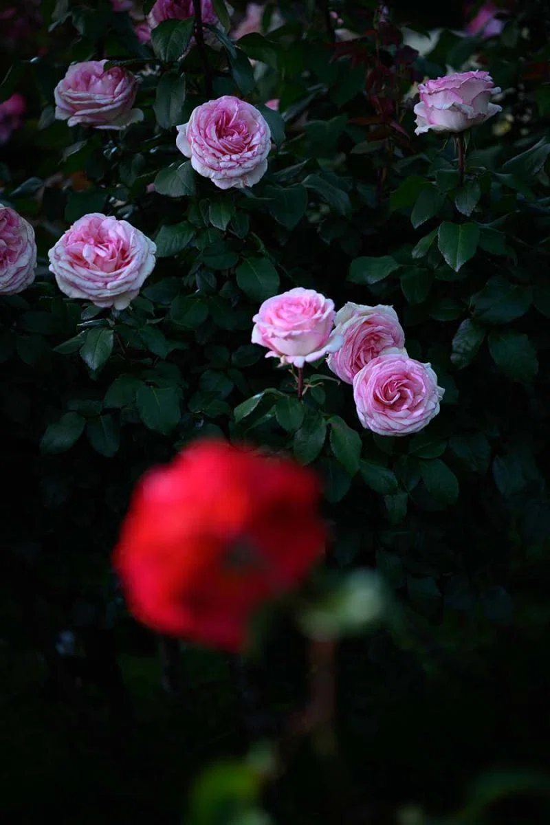ばらを、 夜薔薇 | Z f + TAMRON 35-100mm F2.8｜borichan | 旅するカメラ
