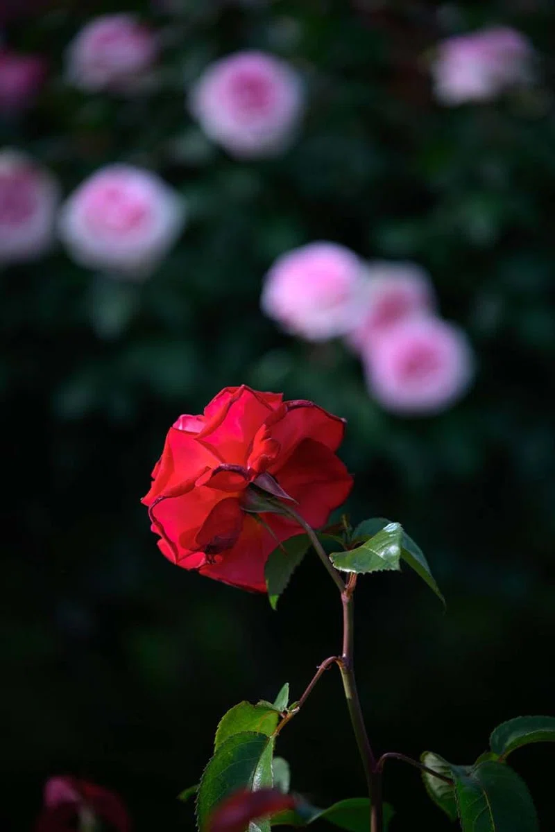 夜薔薇 | Z f + TAMRON 35-100mm F2.8｜borichan | 旅するカメラ