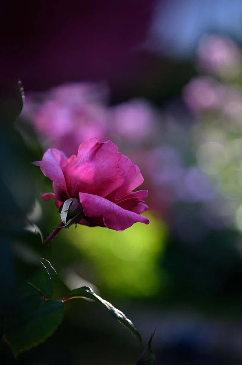 夜薔薇 | Z f + TAMRON 35-100mm F2.8｜borichan | 旅するカメラ