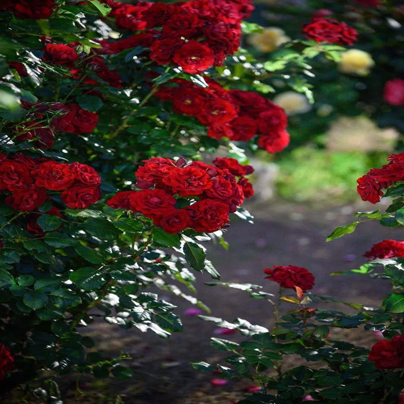 夜薔薇 | Z f + TAMRON 35-100mm F2.8｜borichan | 旅するカメラ
