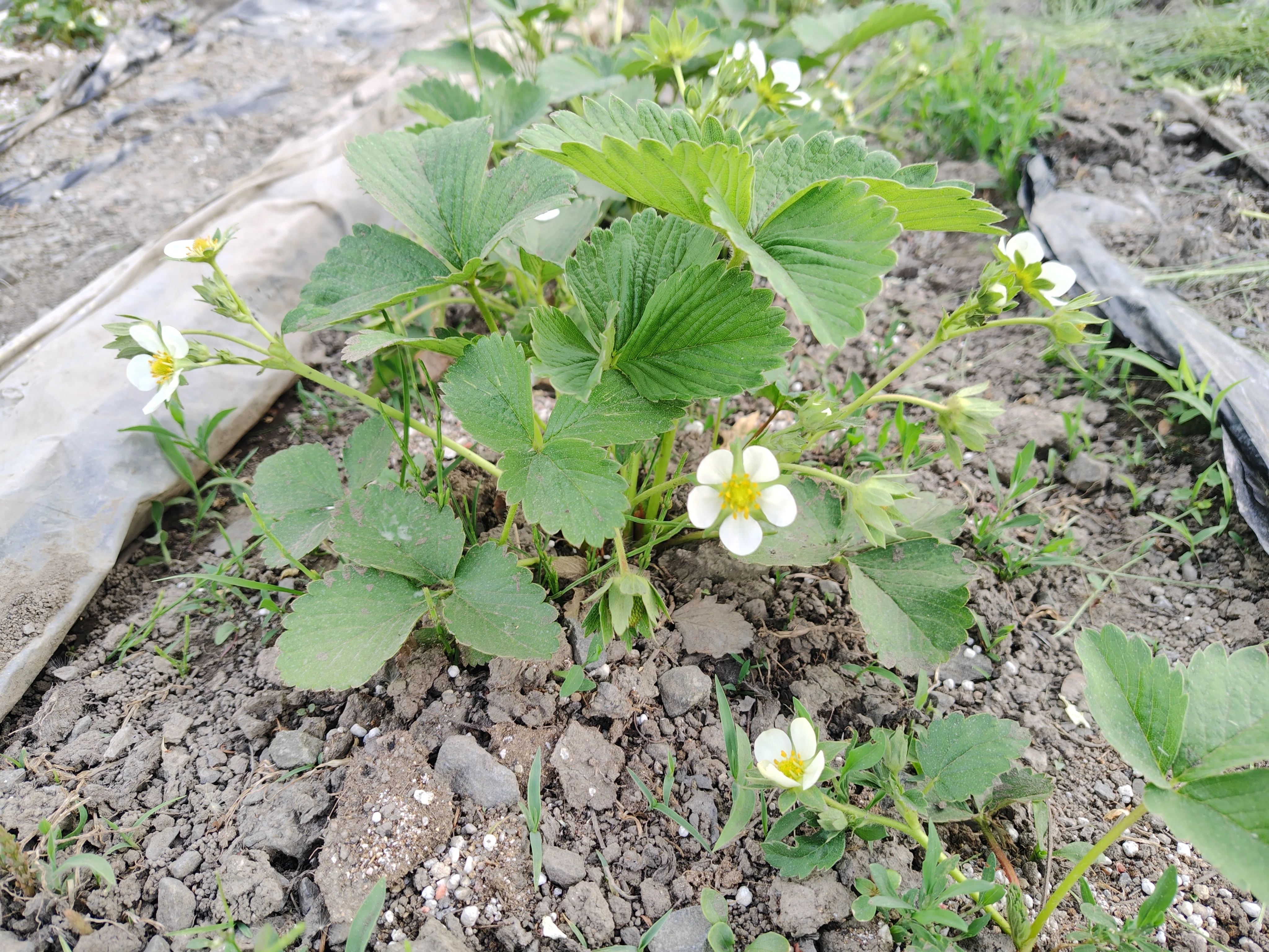 定植はじめ｜ミカミアカネ