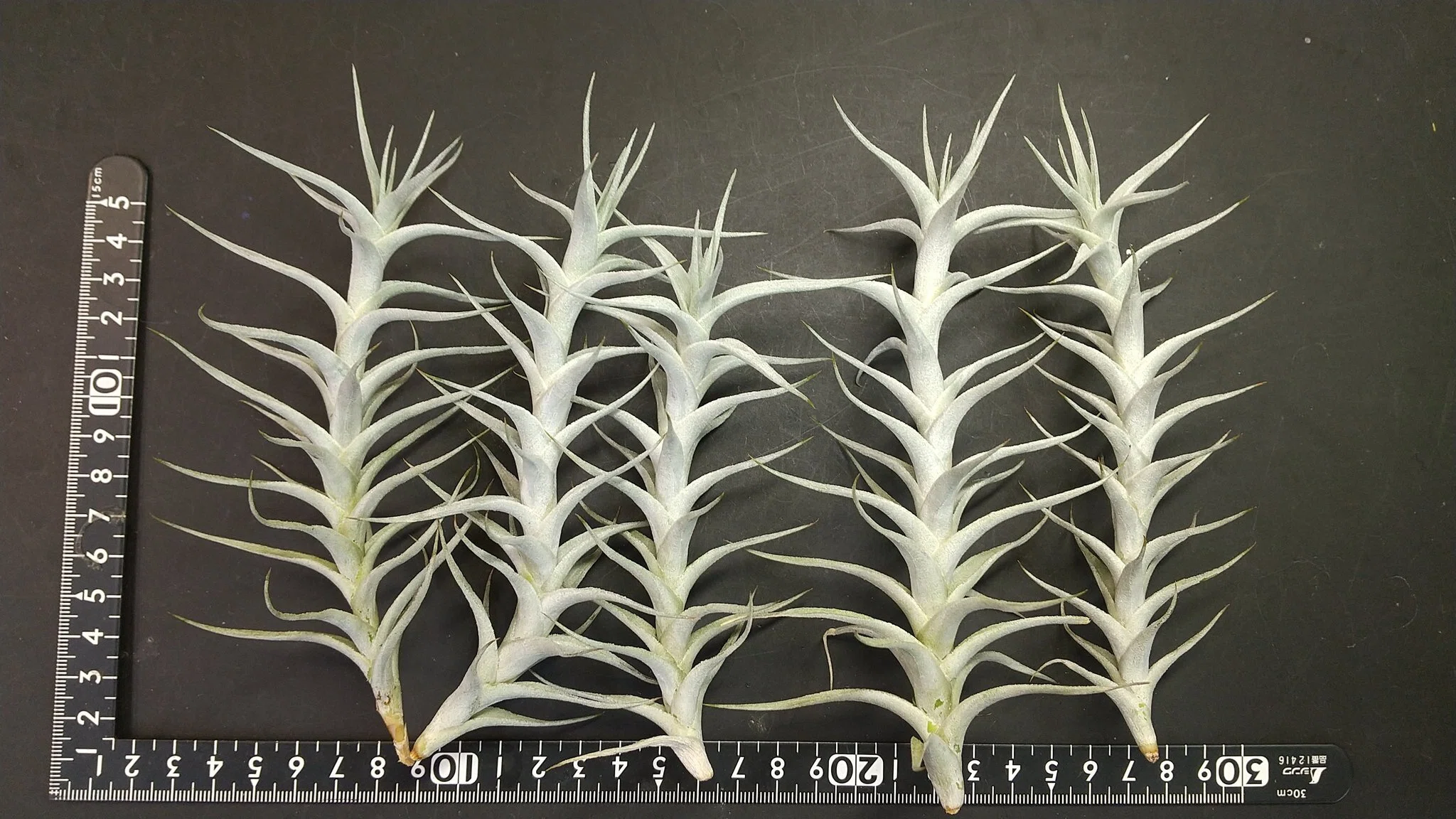チランジア入荷リスト5/11｜NatureGarden🌿神田