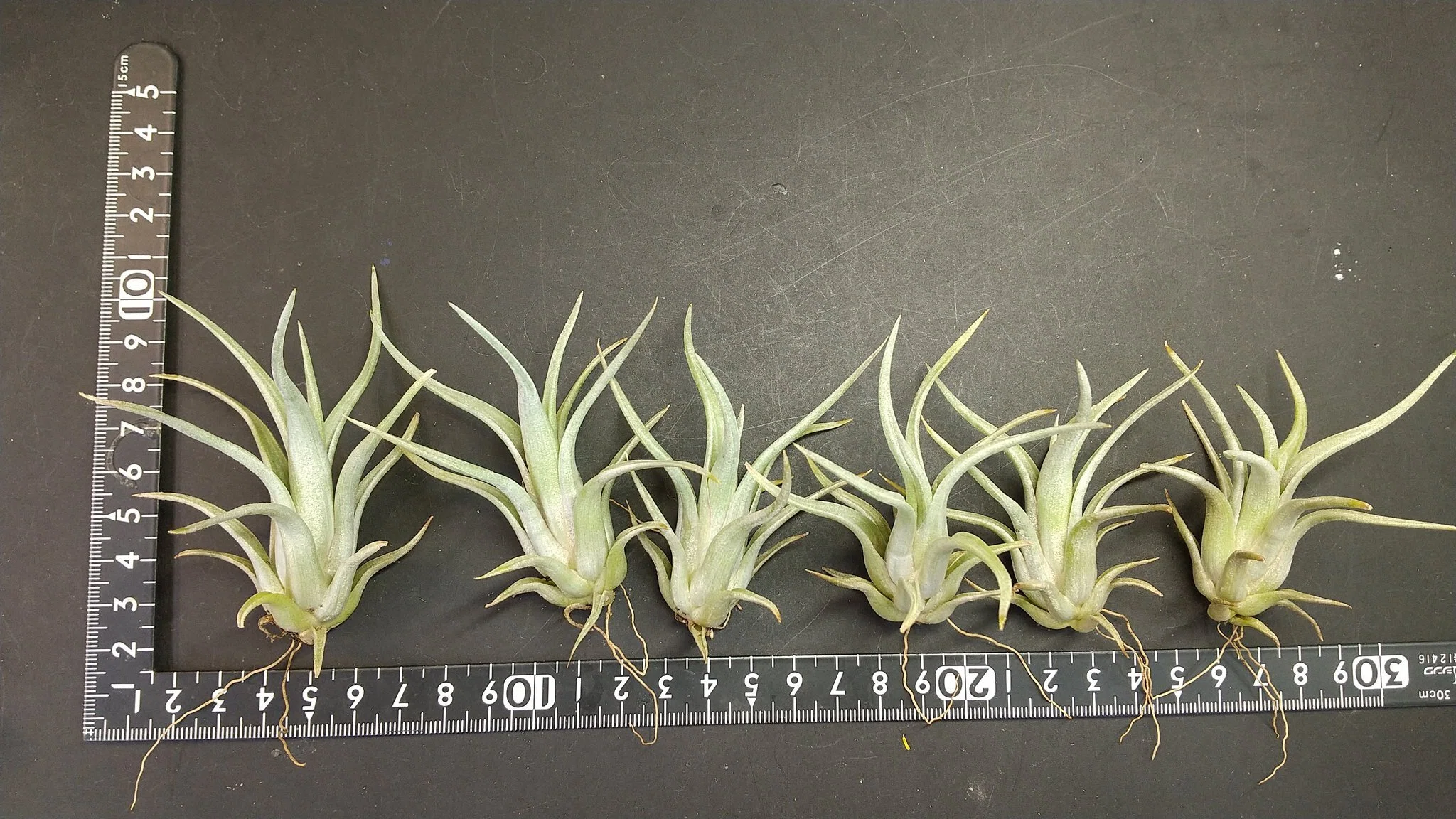 チランジア入荷リスト5/11｜NatureGarden🌿神田