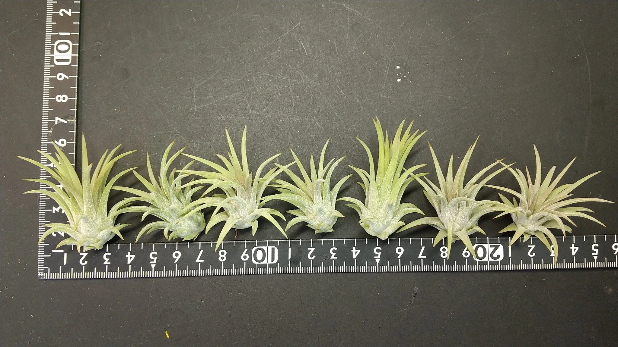 チランジア入荷リスト5/11｜NatureGarden🌿神田