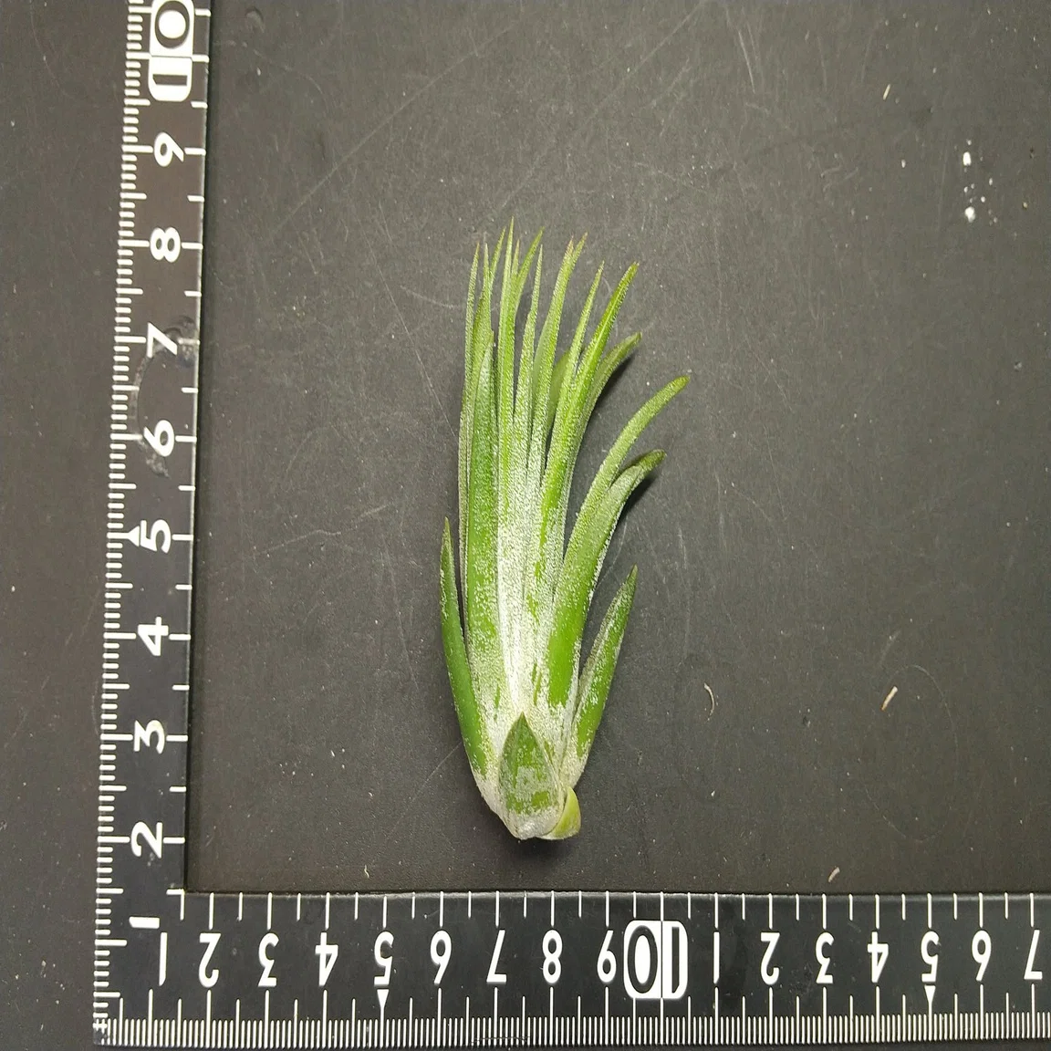 チランジア入荷リスト5/11｜NatureGarden?神田