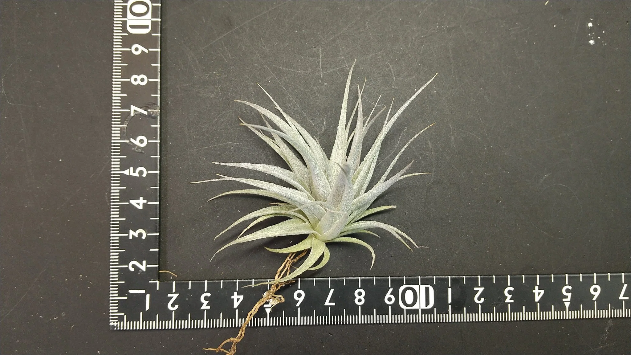 Tillandsia Arrival List 5/11｜NatureGarden🌿神田