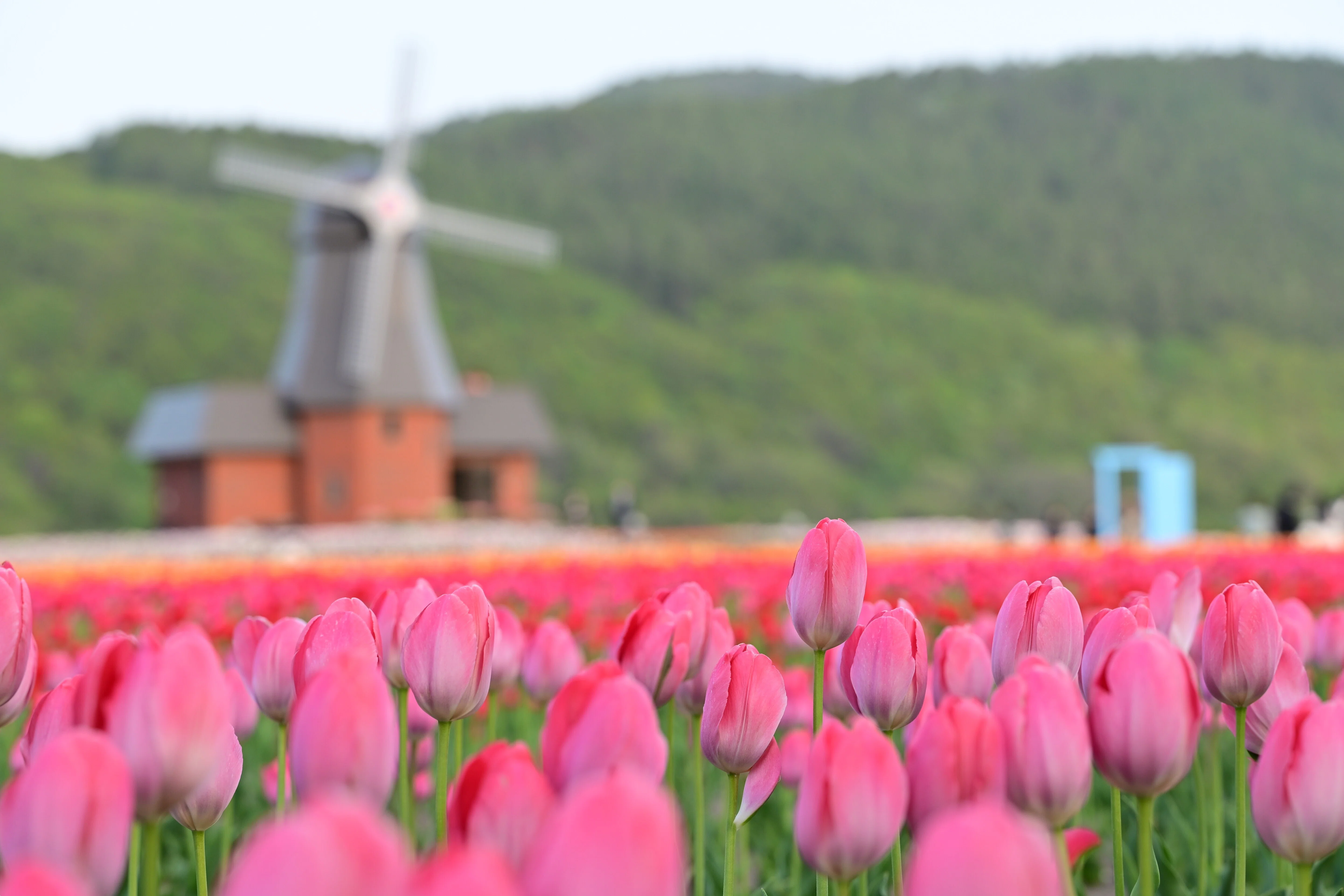 Z5II（と Z MC 105mm f/2.8 VR S）で春の花を撮る＃11（上湧別の