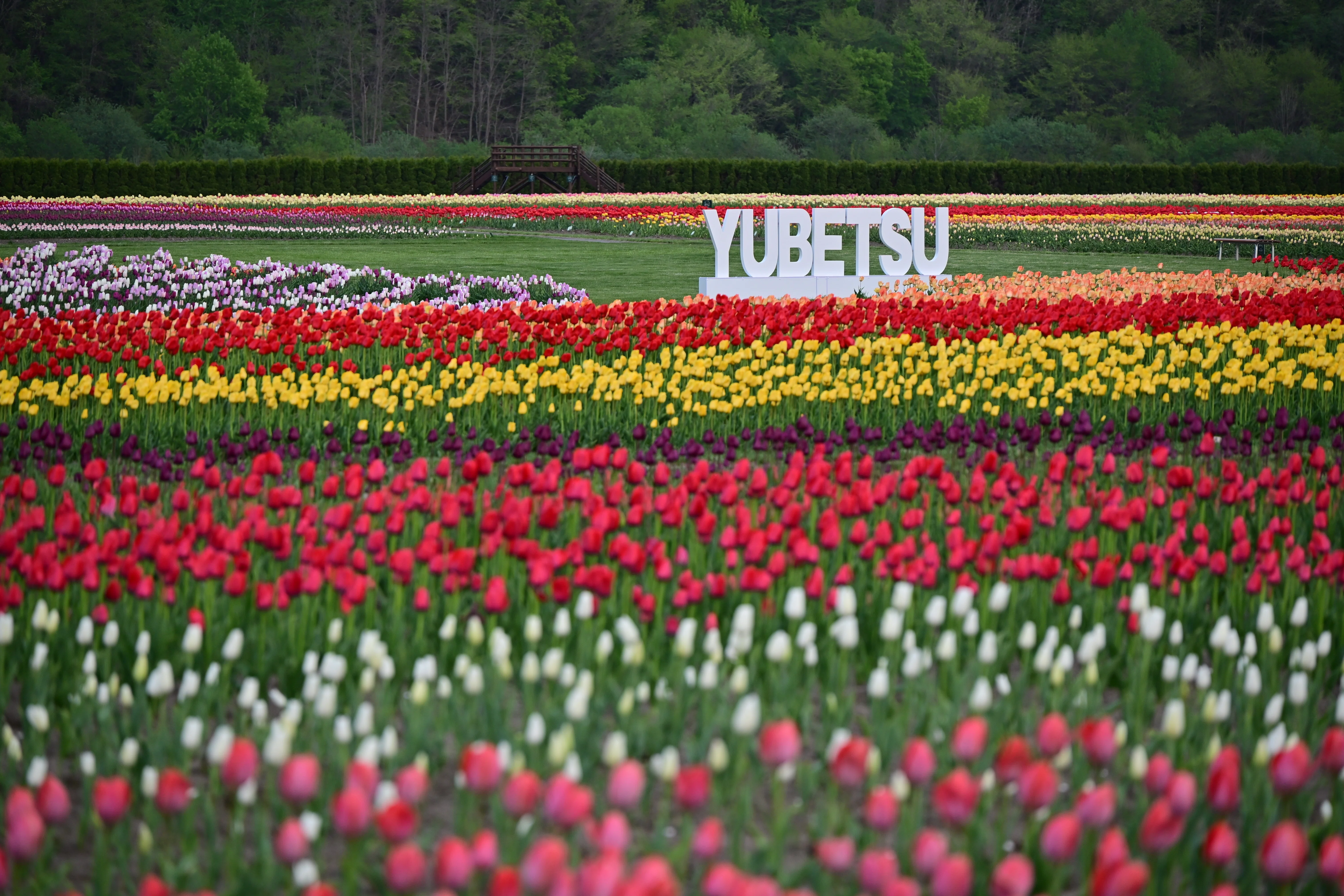 とわ　百合11種とチューリップ Z5II（と Z MC 105mm f/2.8 VR S）で春の花を撮る＃11（上湧別の