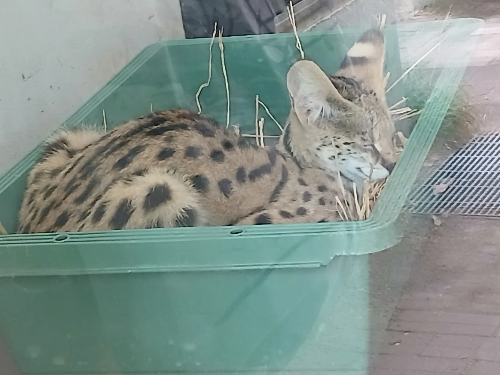 猫と暮らしの百科④「ネコのこみち」‐京都市動物園のおともだち#2｜kyotoK