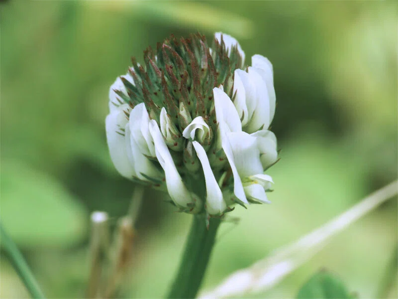 シロ ツメクサ （白 詰草） の 頭状 花序 に 咲き 始めた 白い 〈蝶形