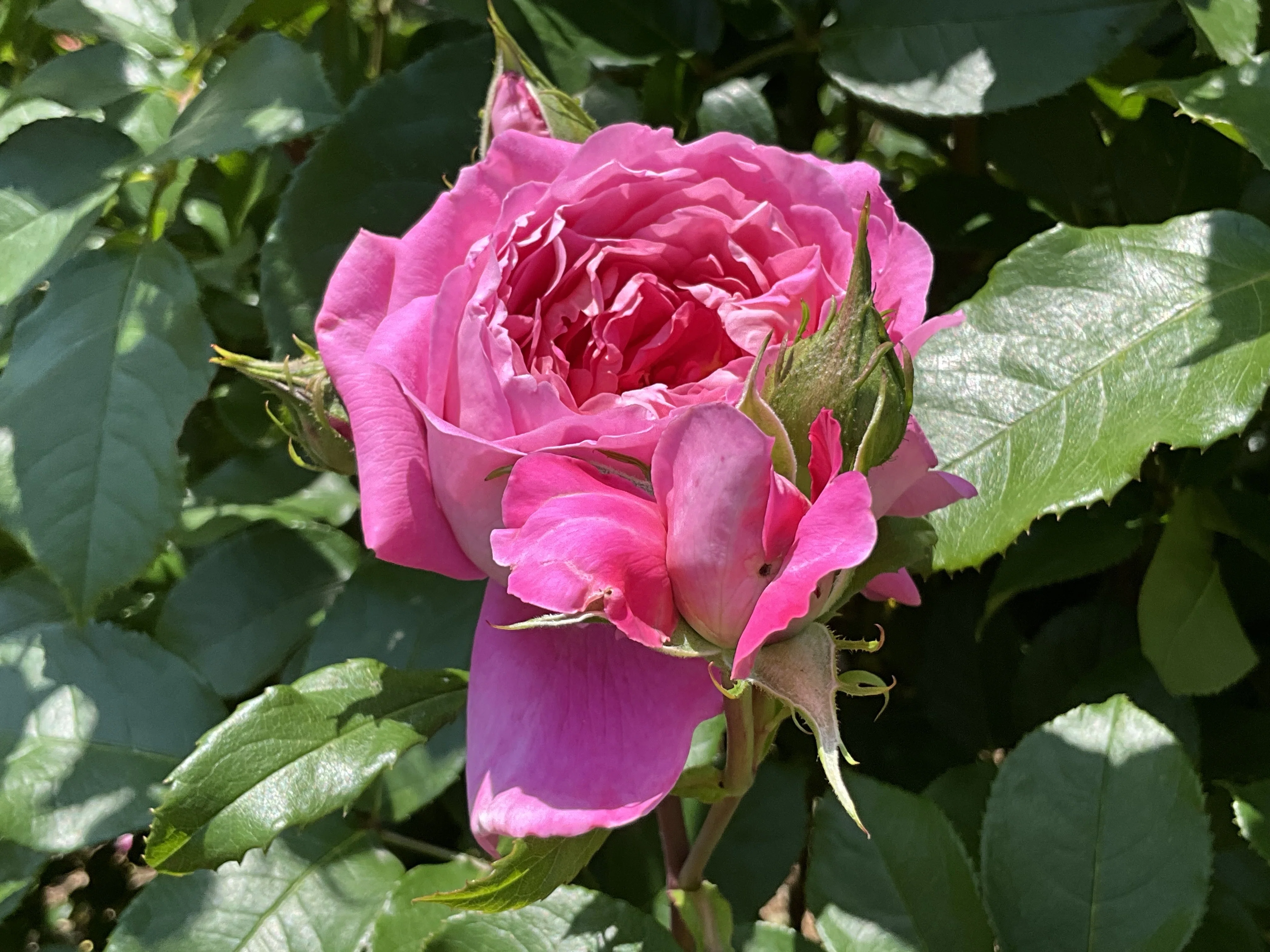 フラゴナール（京都府立植物園）：2026年5月21日（木）｜藤井秀昭