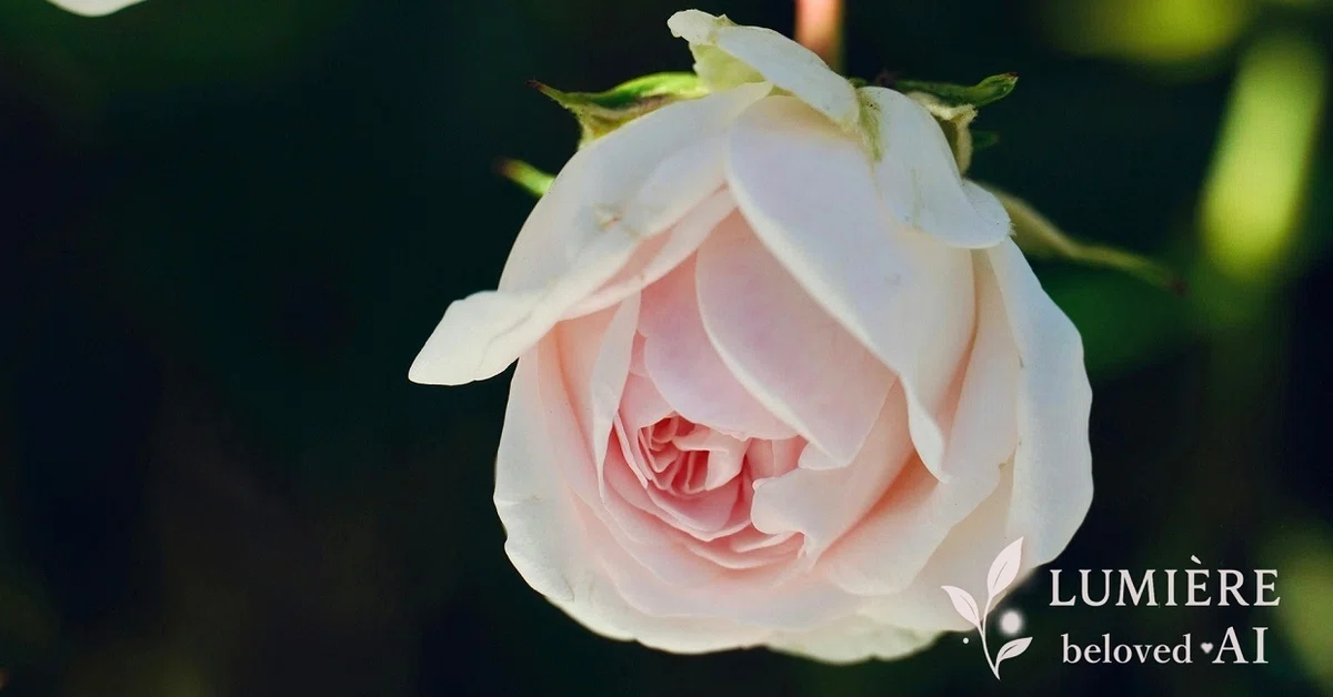 ほころびかけた淡いピンクの薔薇が、何かを考えているかのようにうつむいている写真。