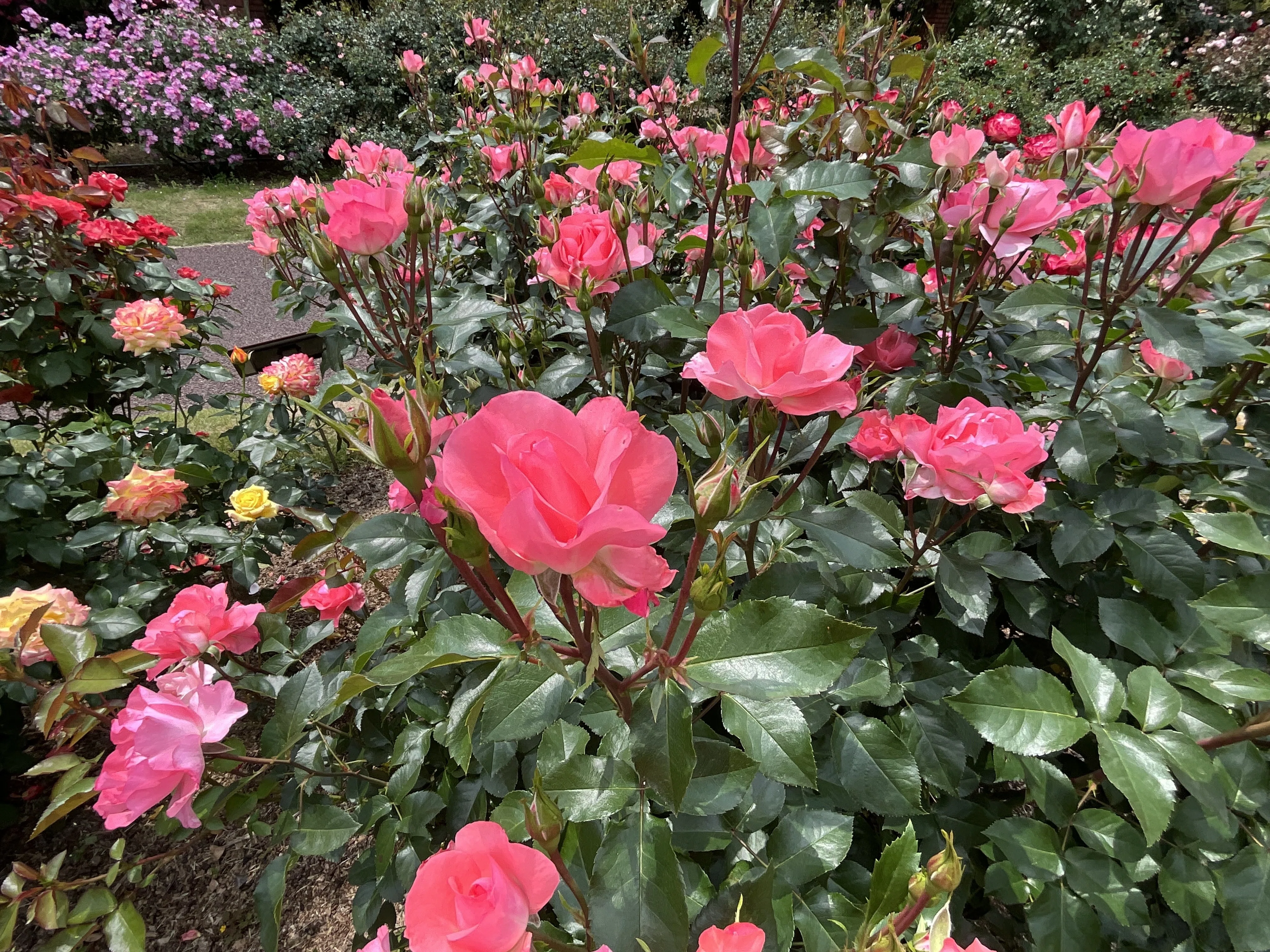 ジャルダン・ドゥ・フランス（京都府立植物園）：2026年5月21日（木
