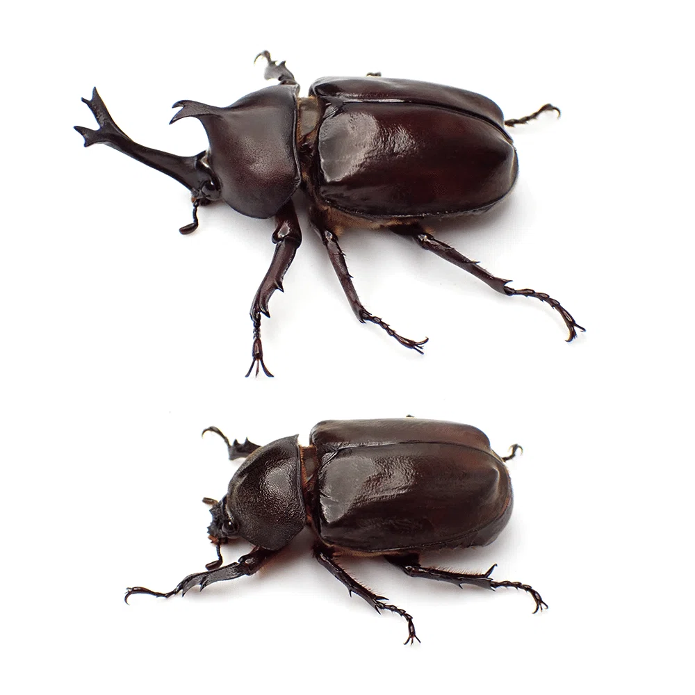 羽化報告＆種類紹介】火山島が生んだ幻のカブトムシ