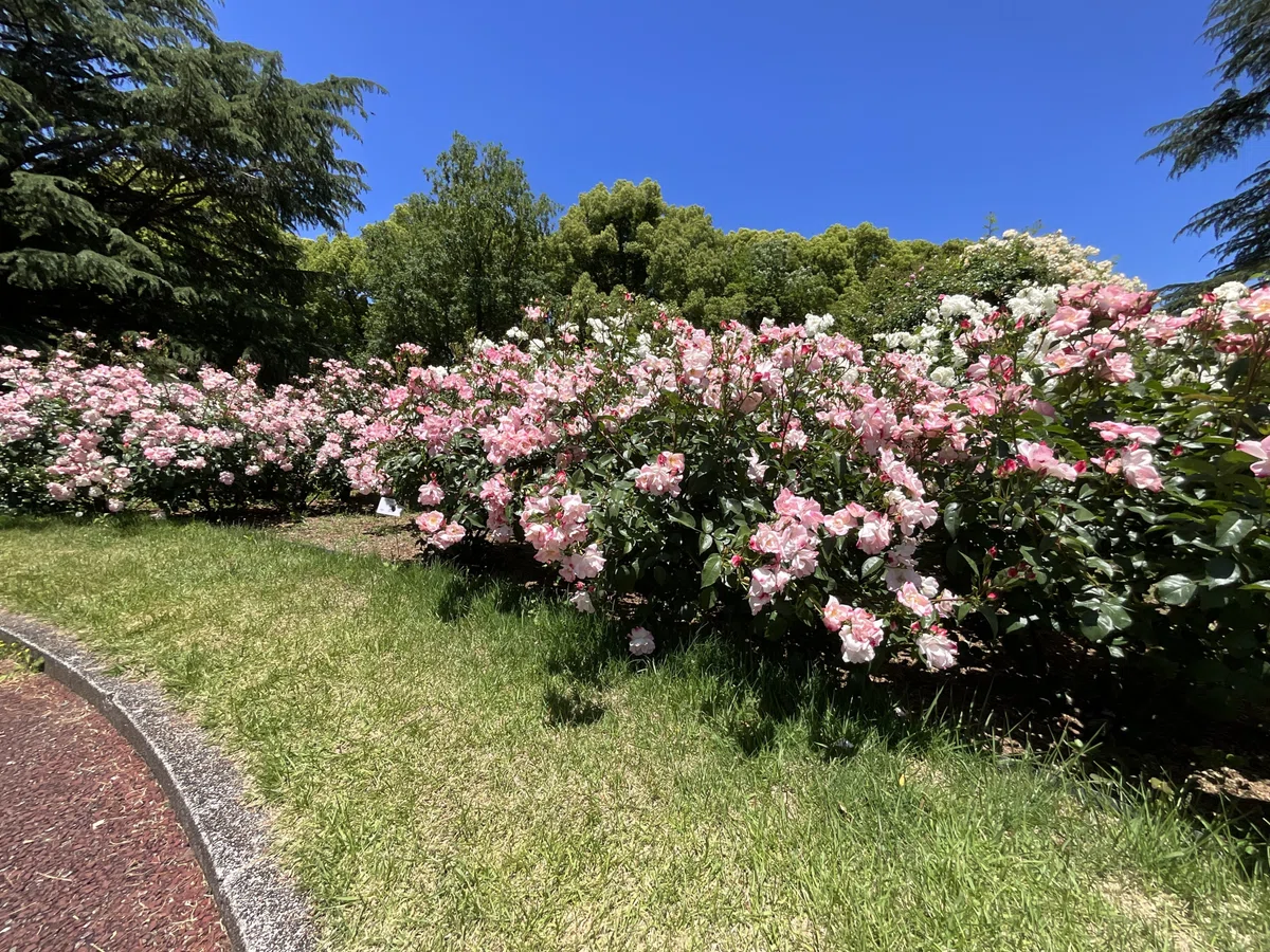 花霞(京都府立植物園):2026年5月20日(水)|藤井秀昭(『京都居候叢書』著者)