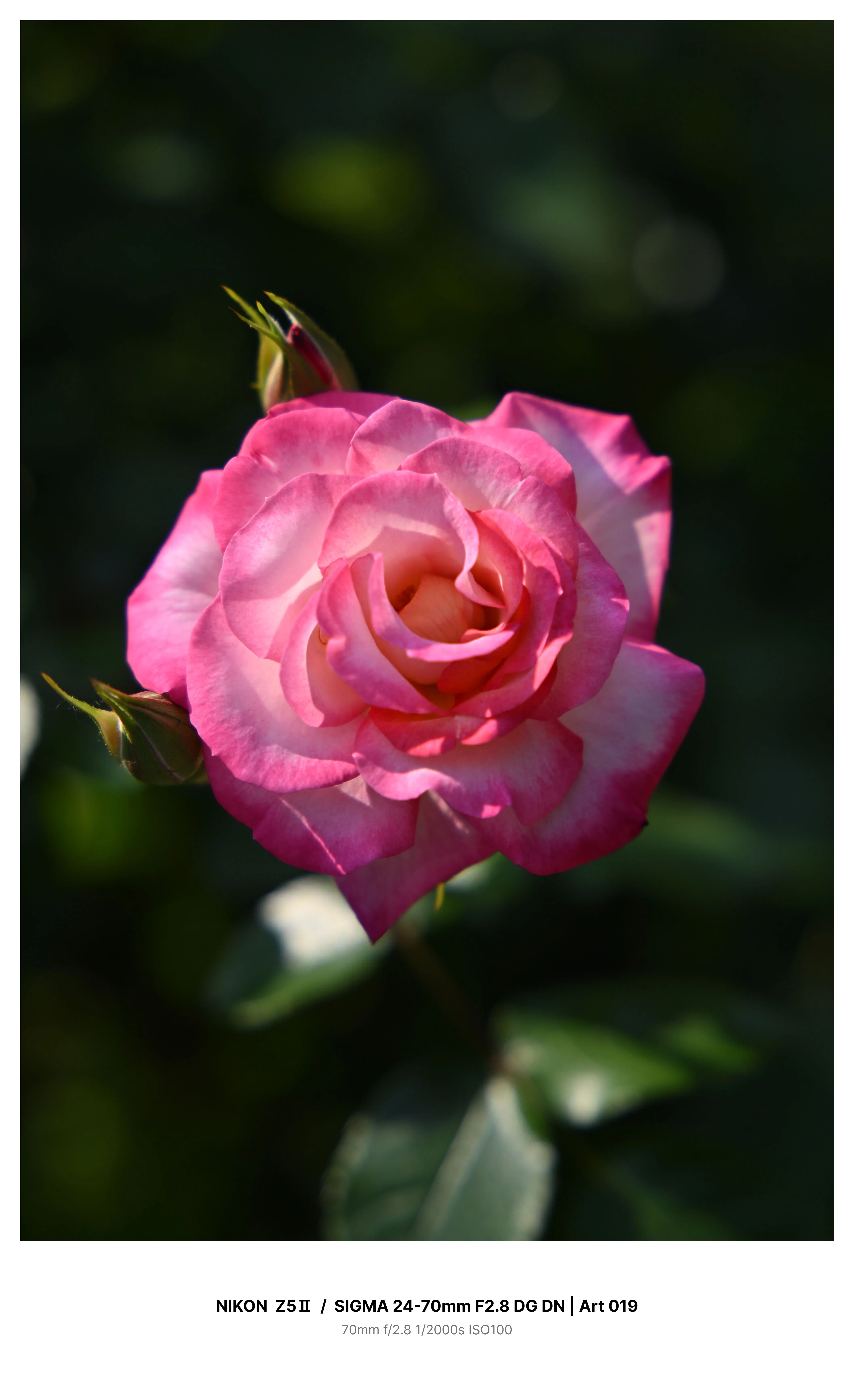 金沢で満開の薔薇を求めてカメラさんぽ＃01 Z5Ⅱ + SIGMA 24-70mm