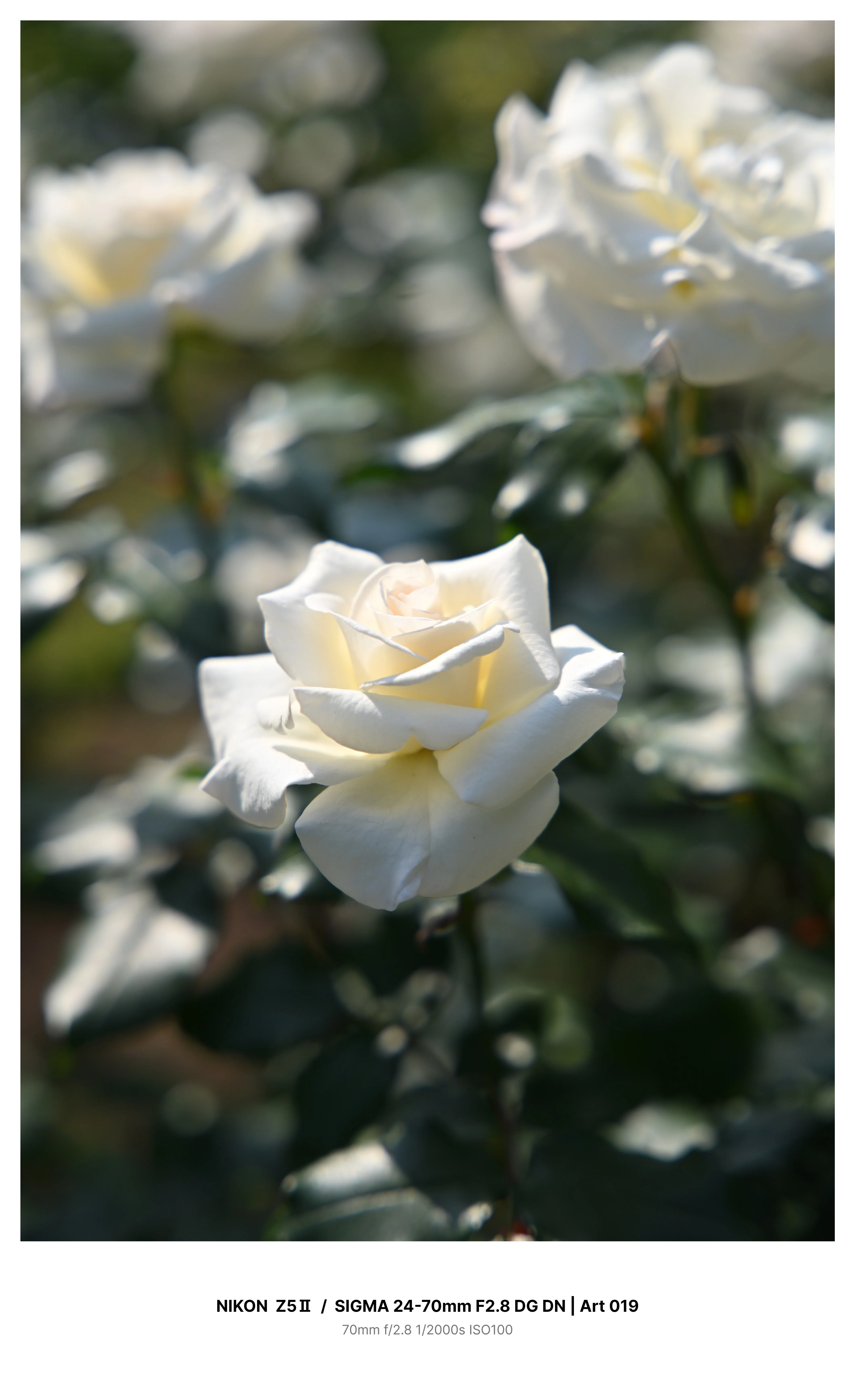 金沢で満開の薔薇を求めてカメラさんぽ＃01 Z5Ⅱ + SIGMA 24-70mm