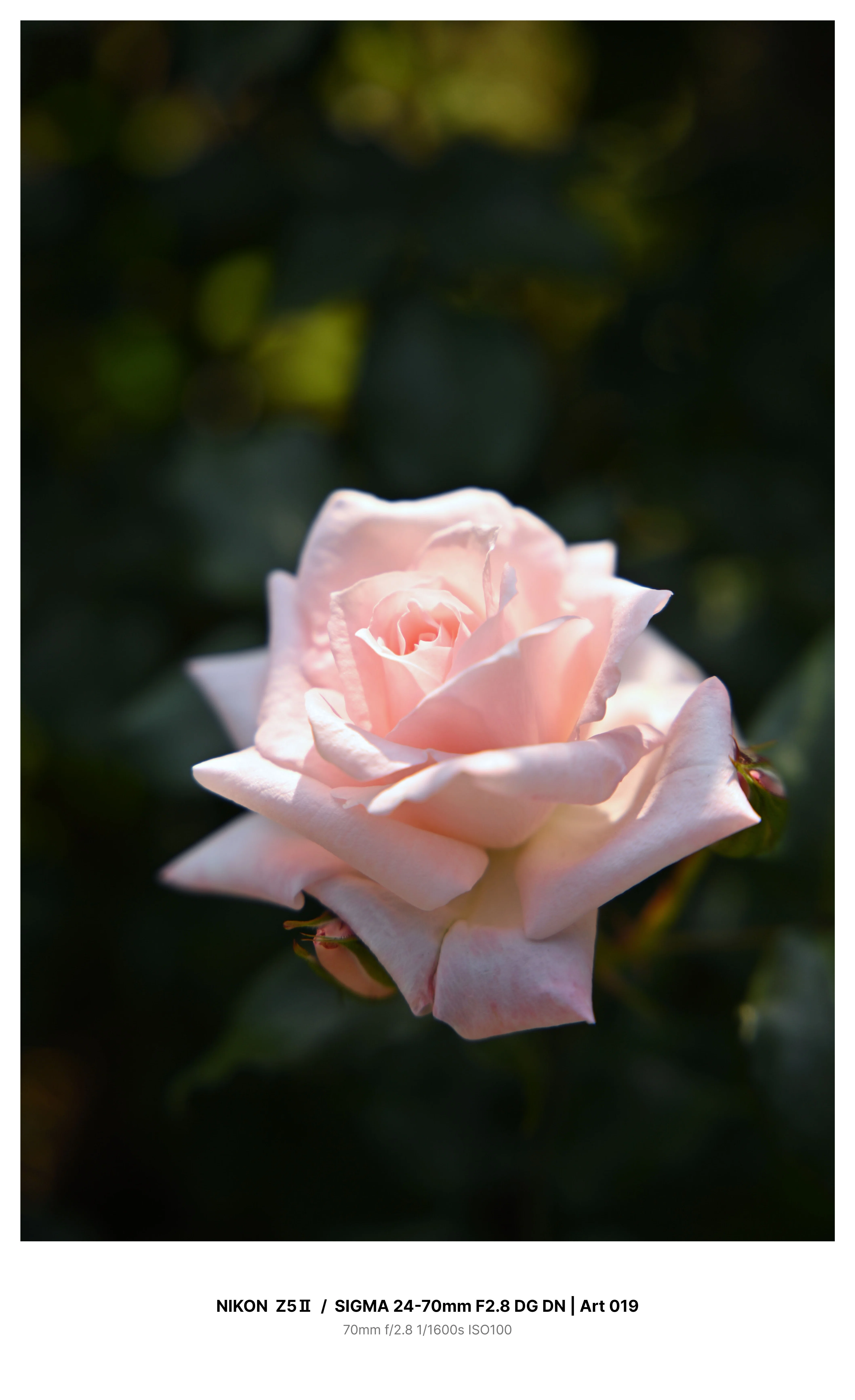 金沢で満開の薔薇を求めてカメラさんぽ＃01 Z5Ⅱ + SIGMA 24-70mm