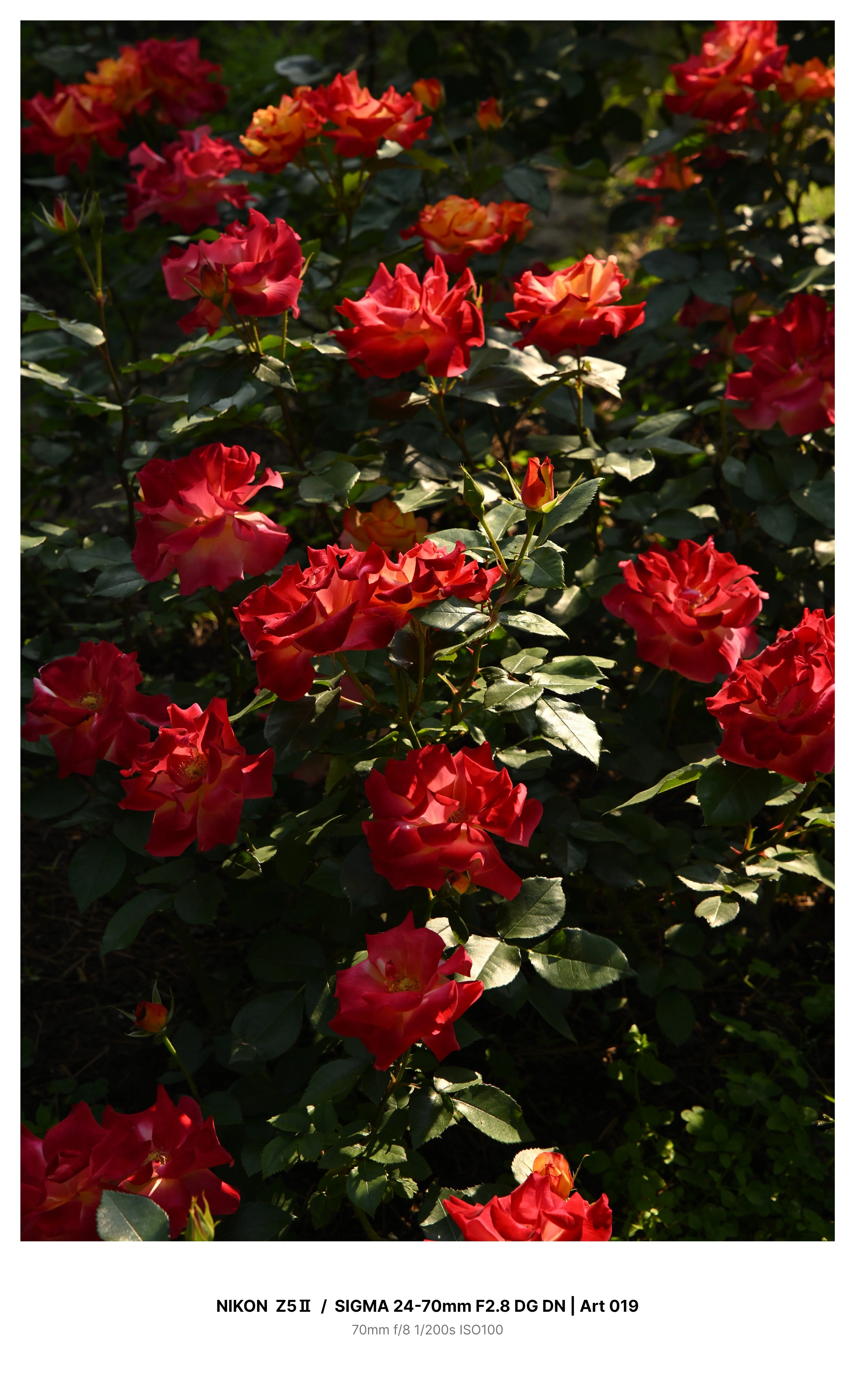 金沢で満開の薔薇を求めてカメラさんぽ＃01 Z5Ⅱ + SIGMA 24-70mm