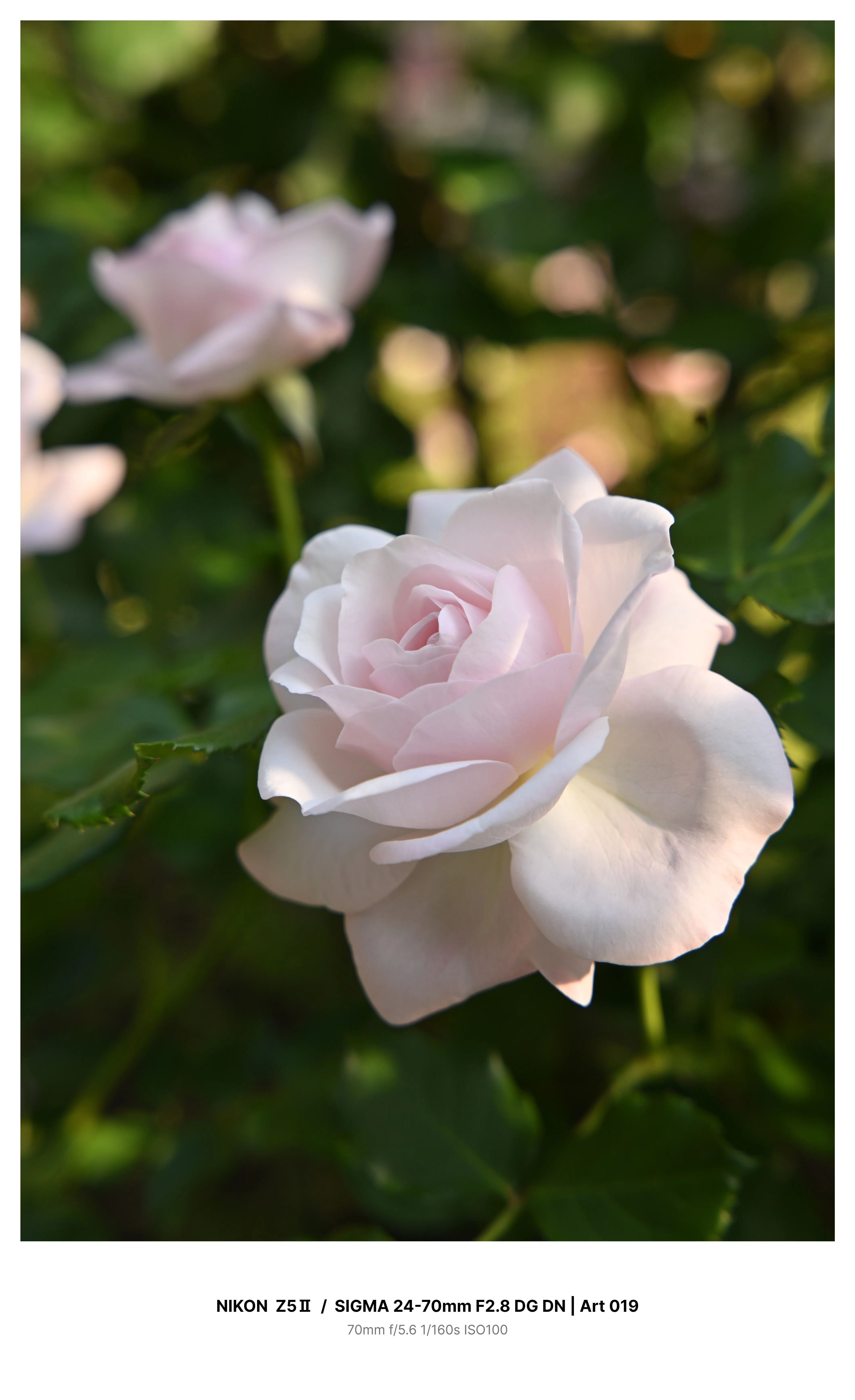 金沢で満開の薔薇を求めてカメラさんぽ＃01 Z5Ⅱ + SIGMA 24-70mm