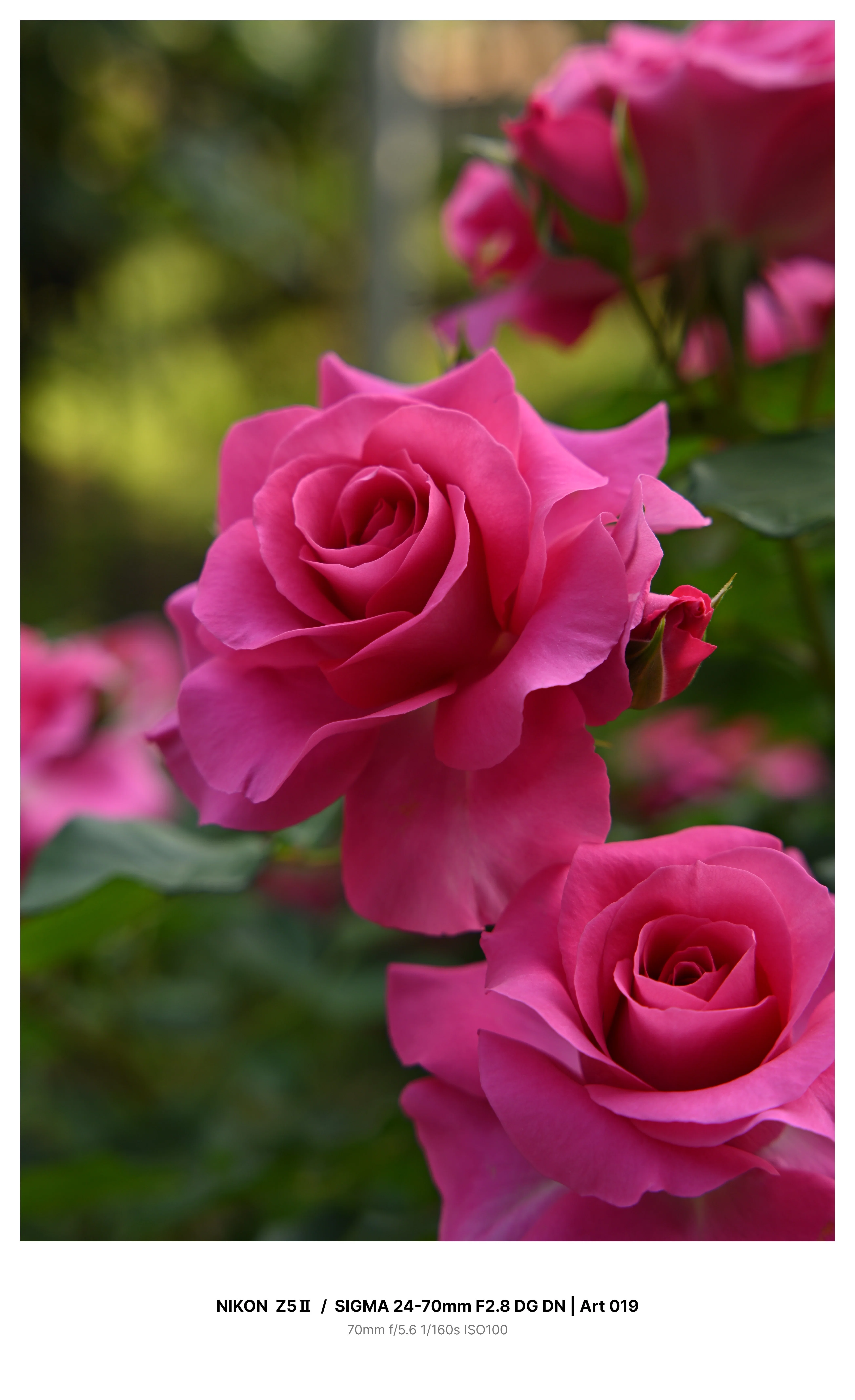 金沢で満開の薔薇を求めてカメラさんぽ＃01 Z5Ⅱ + SIGMA 24-70mm