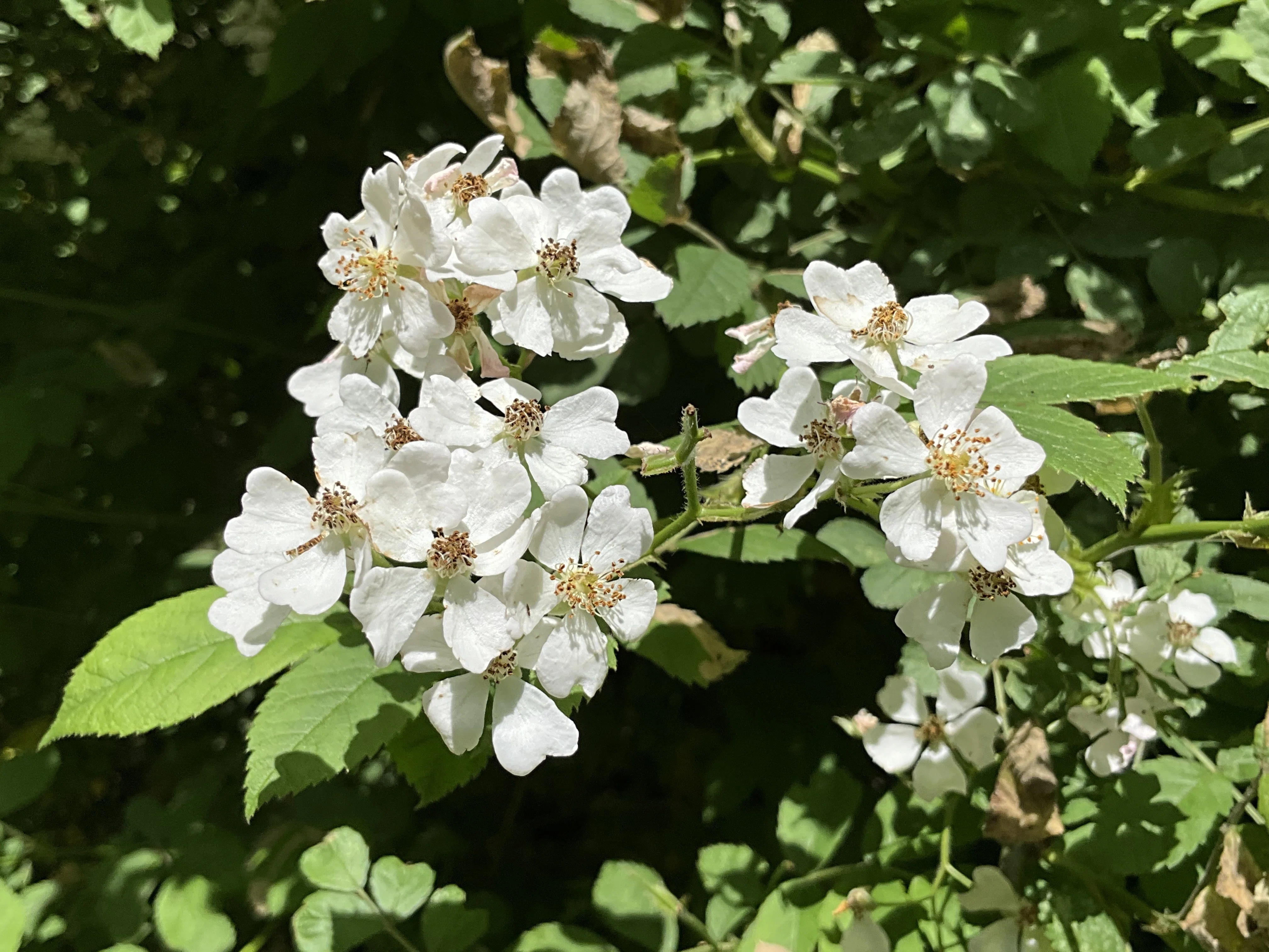 ノイバラ（京都府立植物園）：2026年5月20日（水）｜藤井秀昭（『京都