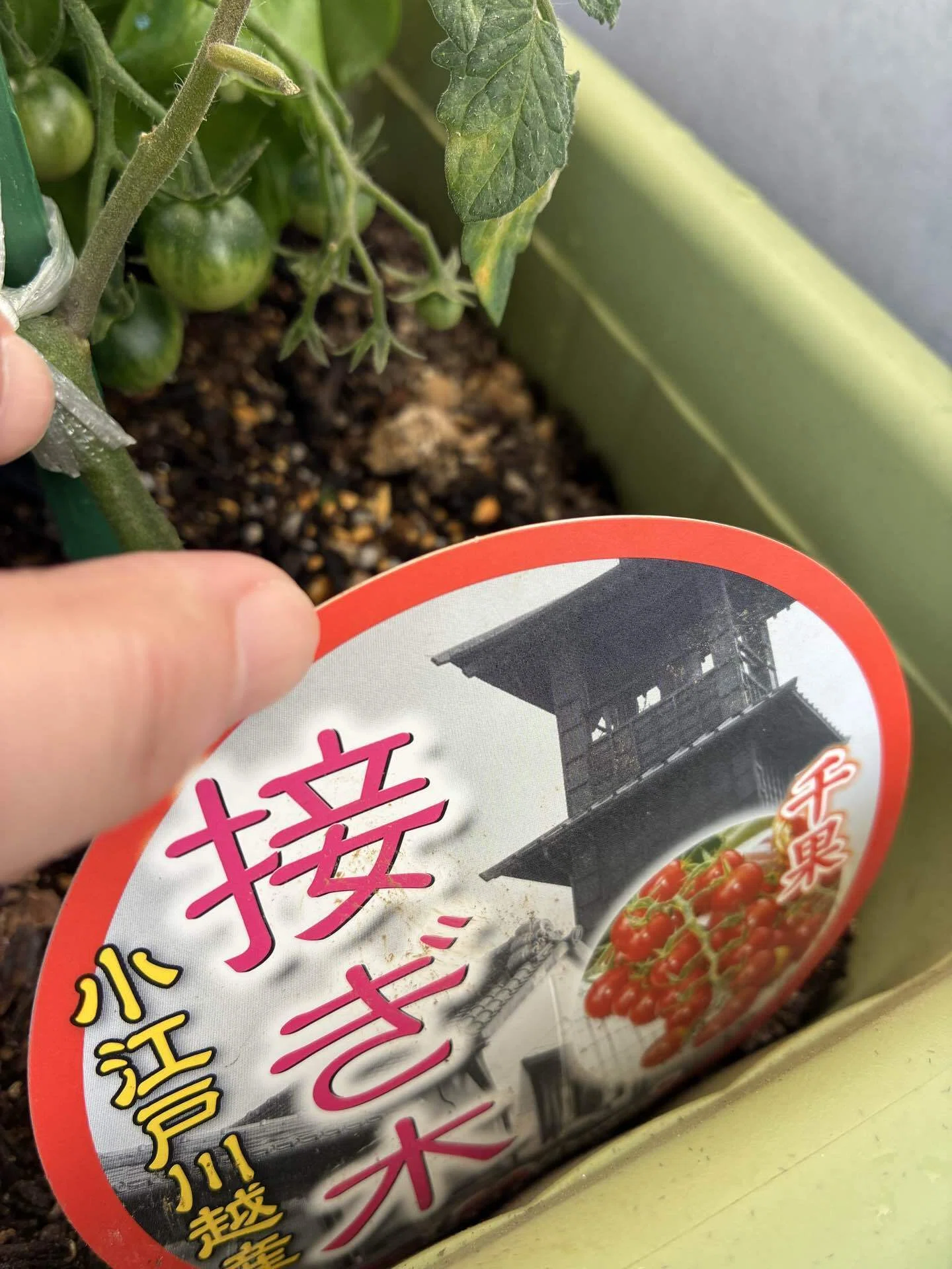 ミニトマトが色づき始めた。日々の楽しみはミニ家庭菜園😊｜yyNs