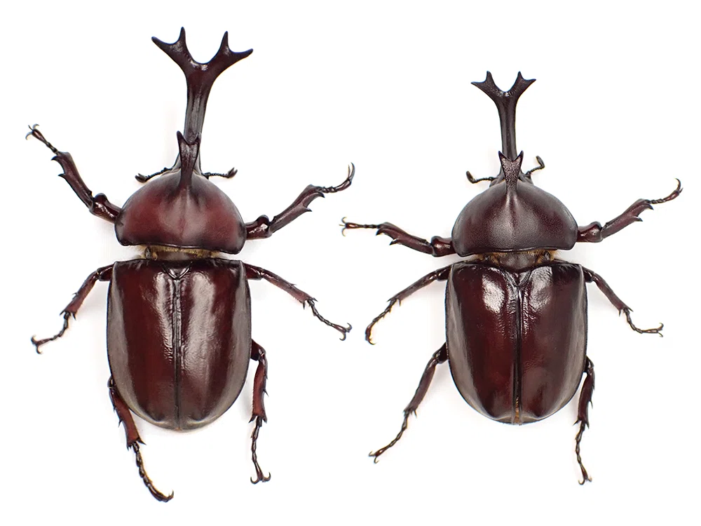 羽化報告＆種類紹介】火山島が生んだ幻のカブトムシ