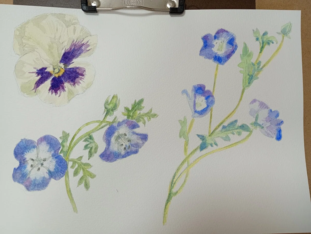 育てた花を描く（ほぼ）毎日スケッチ｜かじよこ kaji yoco