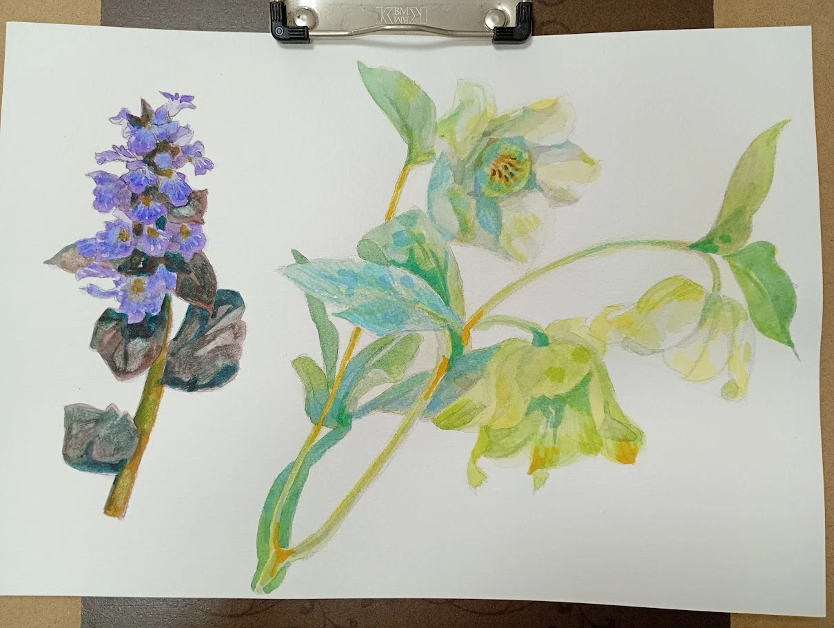 育てた花を描く（ほぼ）毎日スケッチ｜かじよこ kaji yoco
