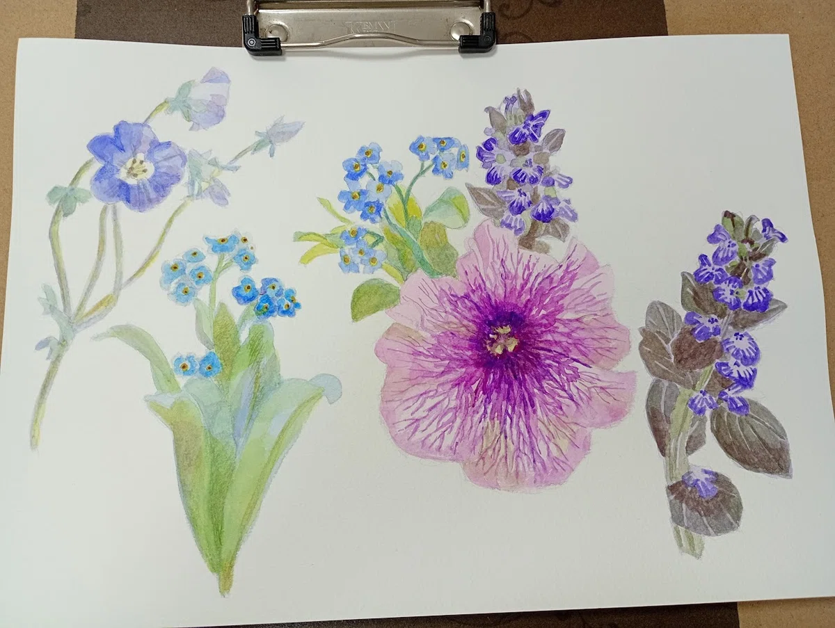 育てた花を描く（ほぼ）毎日スケッチ｜かじよこ kaji yoco