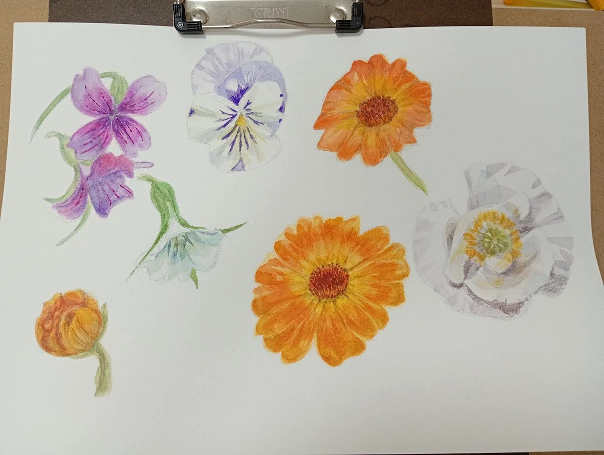 育てた花を描く（ほぼ）毎日スケッチ｜かじよこ kaji yoco