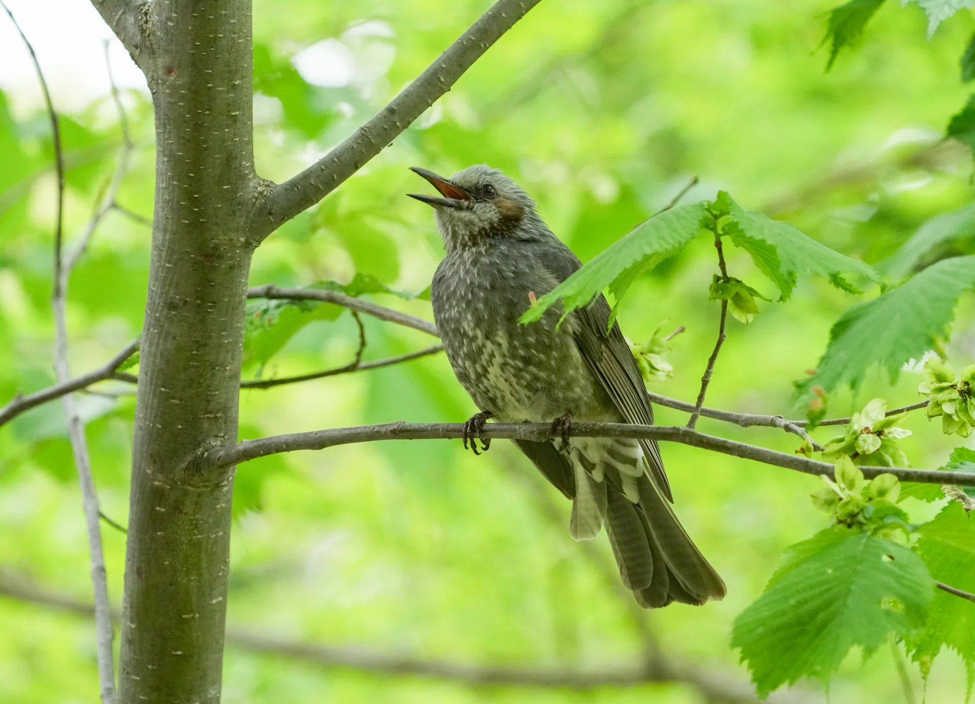 今流行りなオオコノハズクの公園｜北の野鳥クラブ＋
