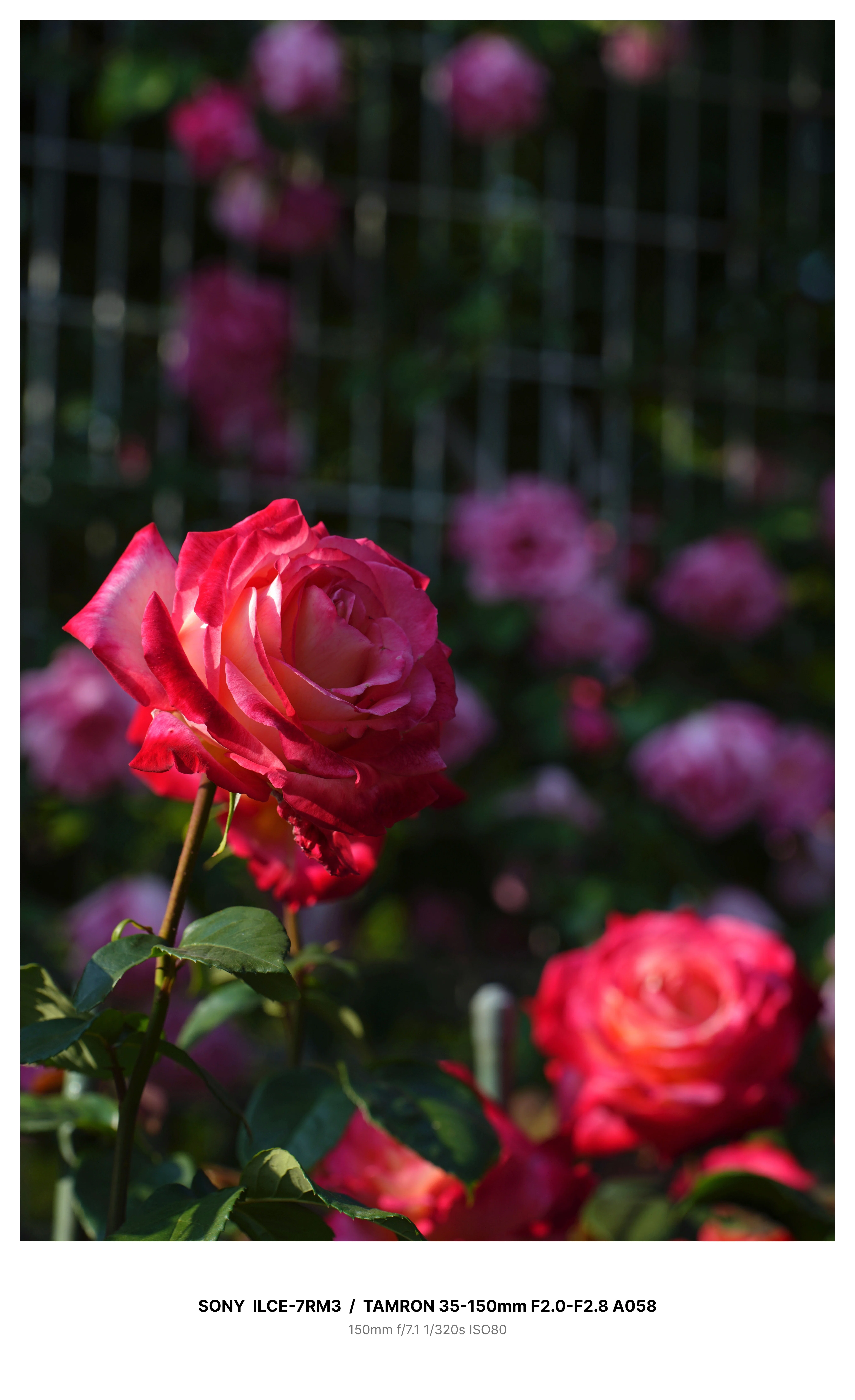 金沢で満開の薔薇を求めてカメラさんぽ＃02 α7RⅢ + TAMRON 35-150mm