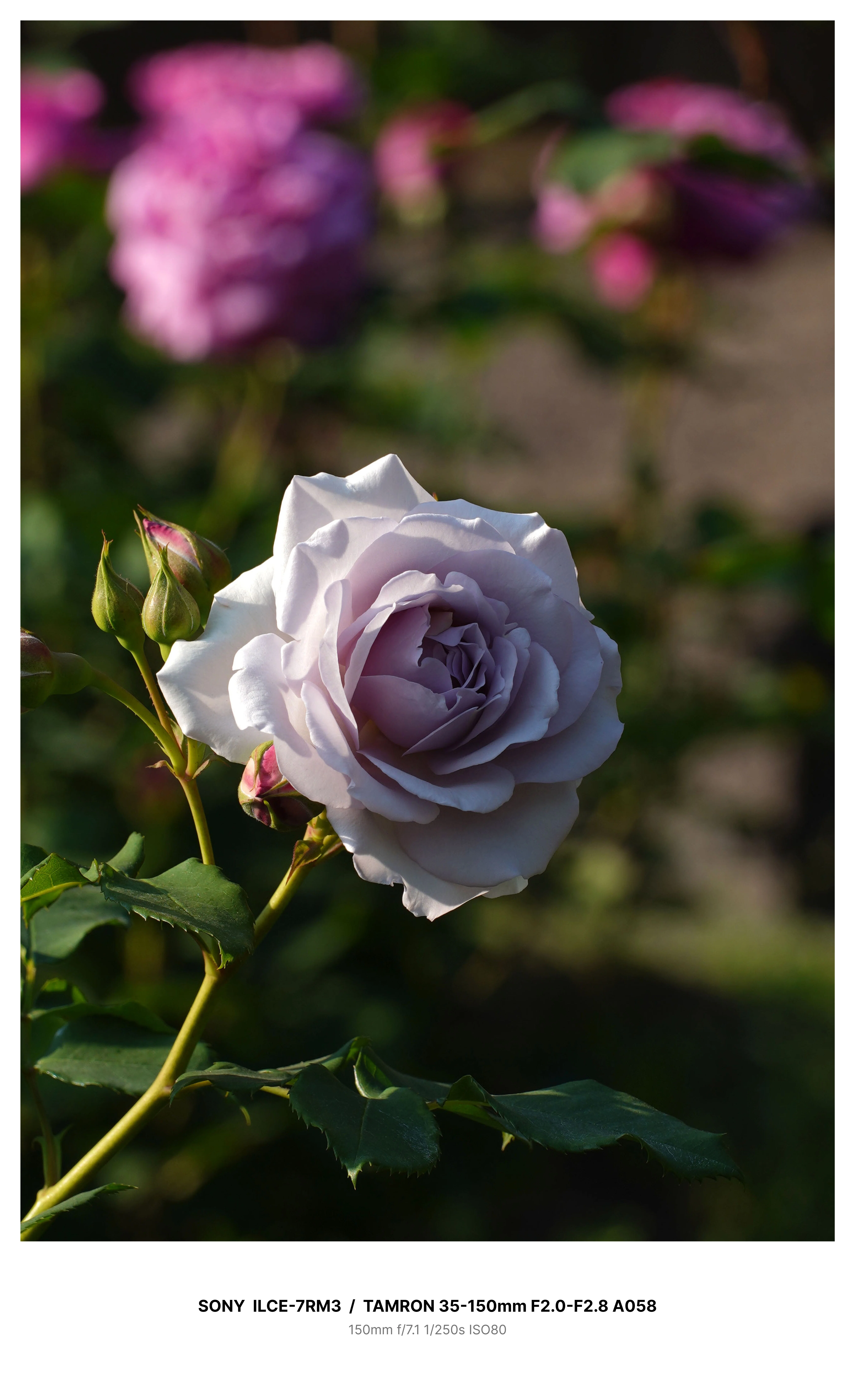 金沢で満開の薔薇を求めてカメラさんぽ＃02 α7RⅢ + TAMRON 35-150mm