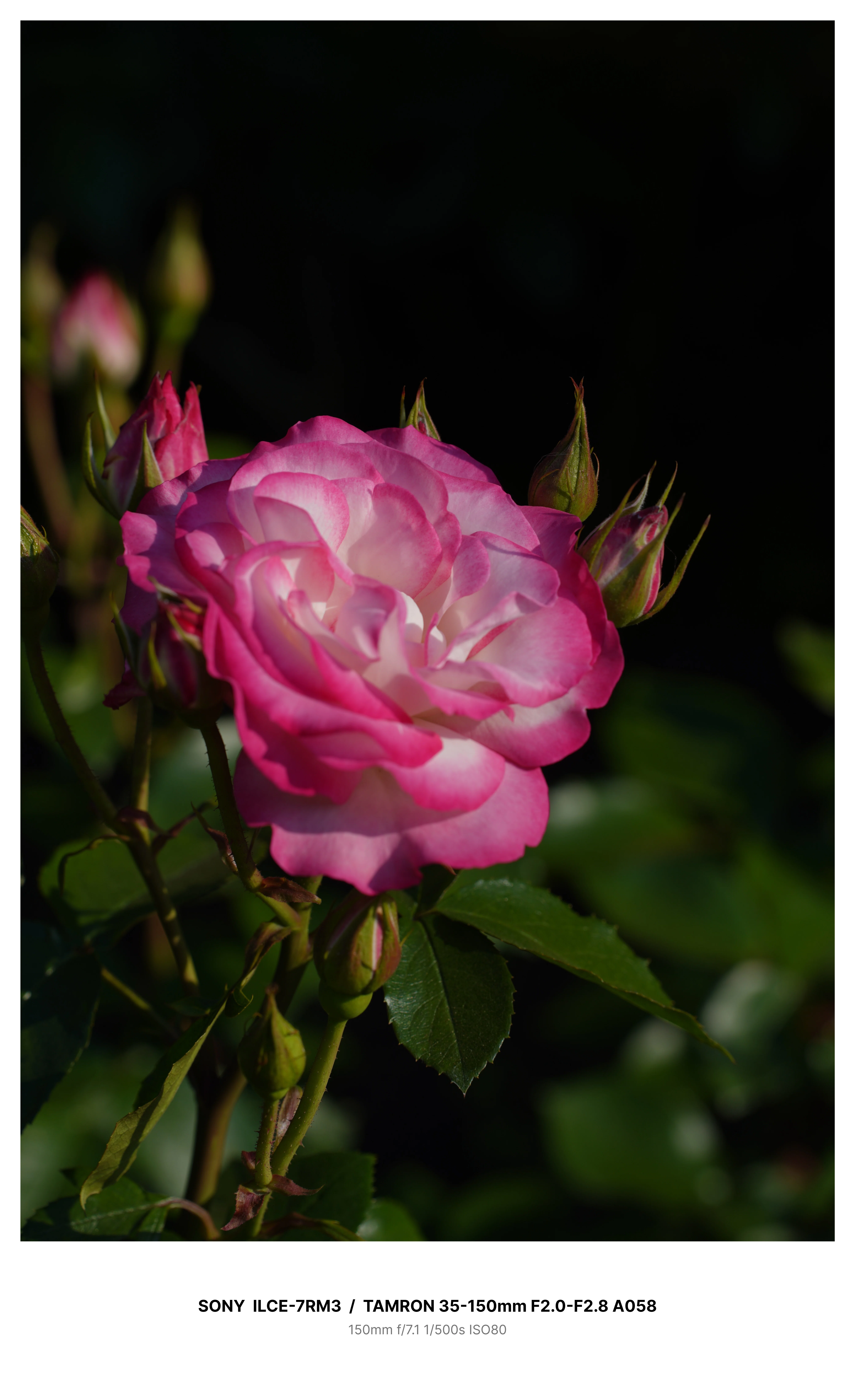 金沢で満開の薔薇を求めてカメラさんぽ＃02 α7RⅢ + TAMRON 35-150mm
