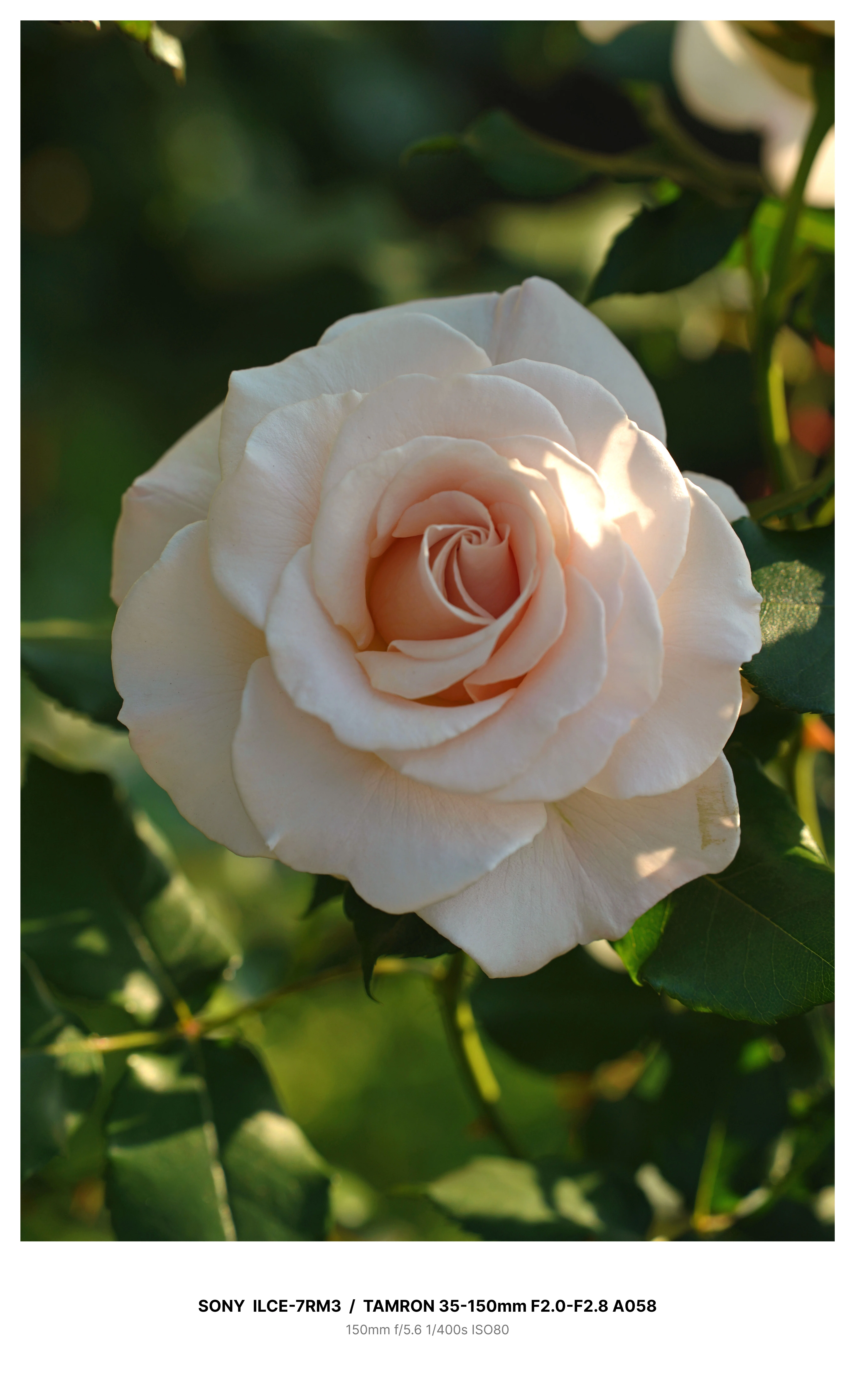 金沢で満開の薔薇を求めてカメラさんぽ＃02 α7RⅢ + TAMRON 35-150mm