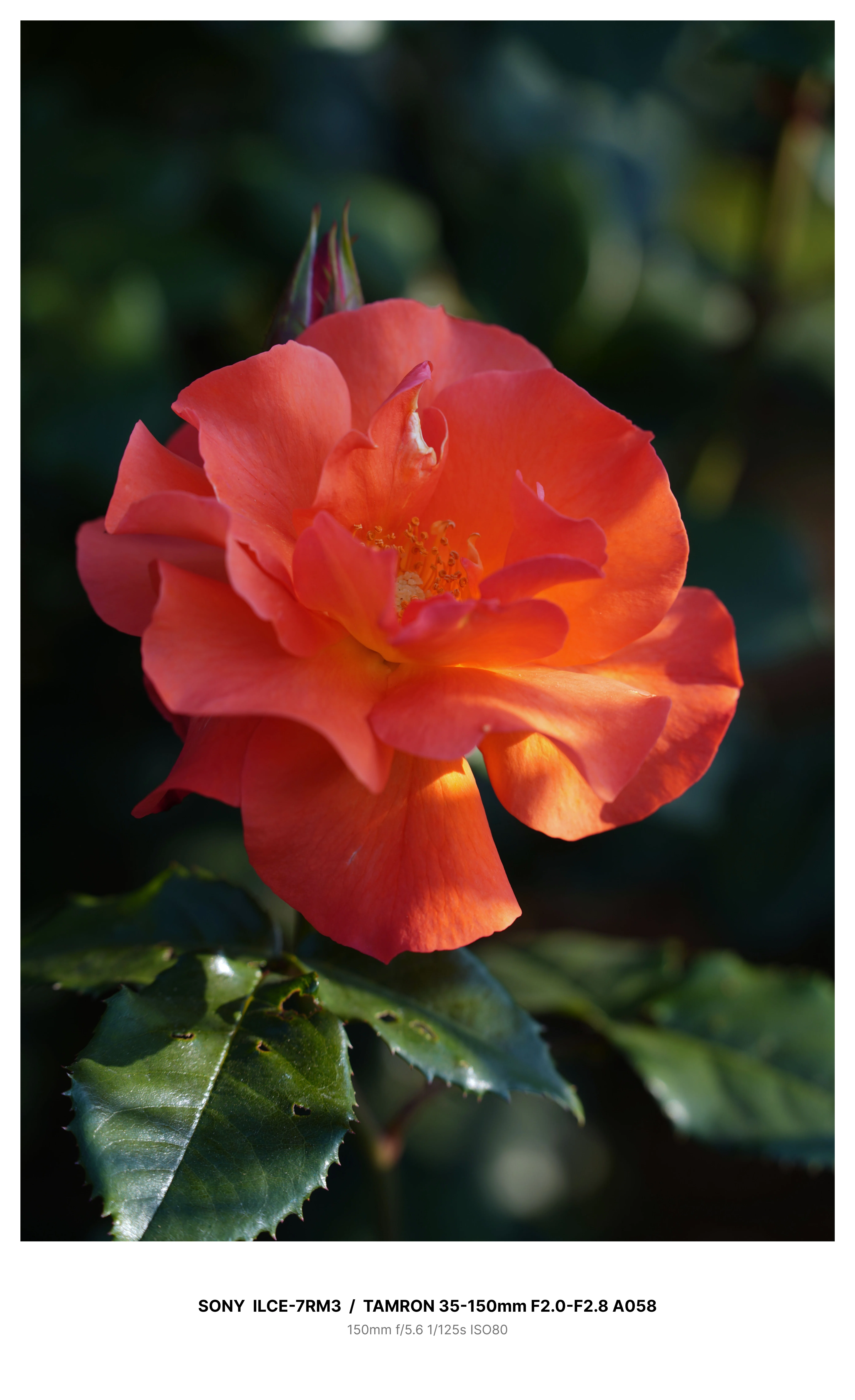 金沢で満開の薔薇を求めてカメラさんぽ＃02 α7RⅢ + TAMRON 35-150mm