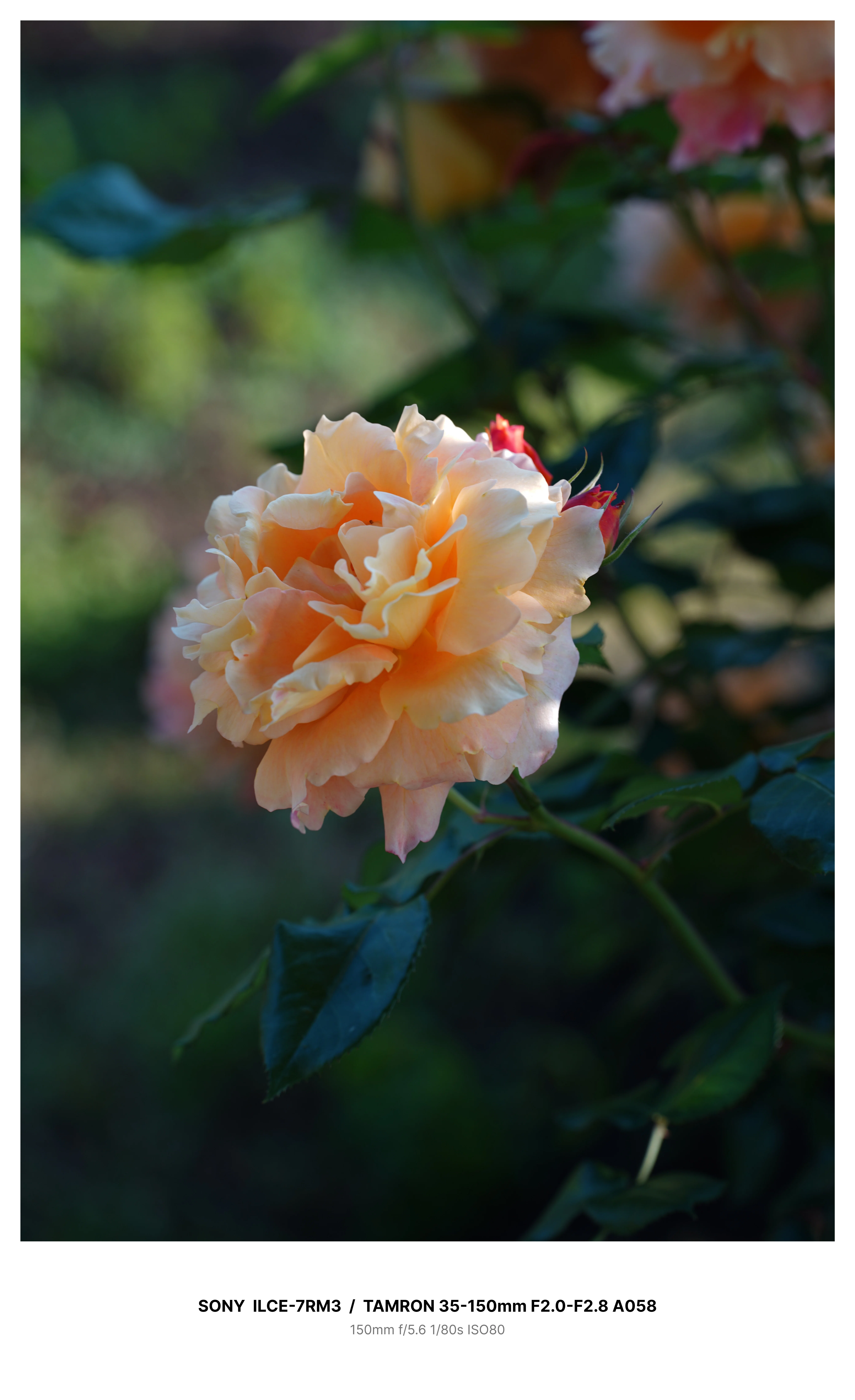 金沢で満開の薔薇を求めてカメラさんぽ＃02 α7RⅢ + TAMRON 35-150mm