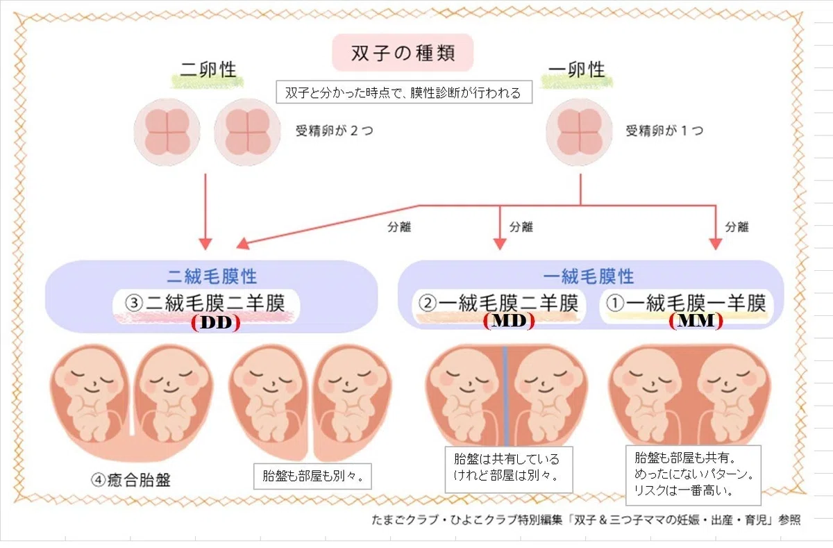 双子・三つ子を妊娠した時に知っておきたいこと〜多胎妊娠ってどんな妊娠？〜｜株式会社With Midwife