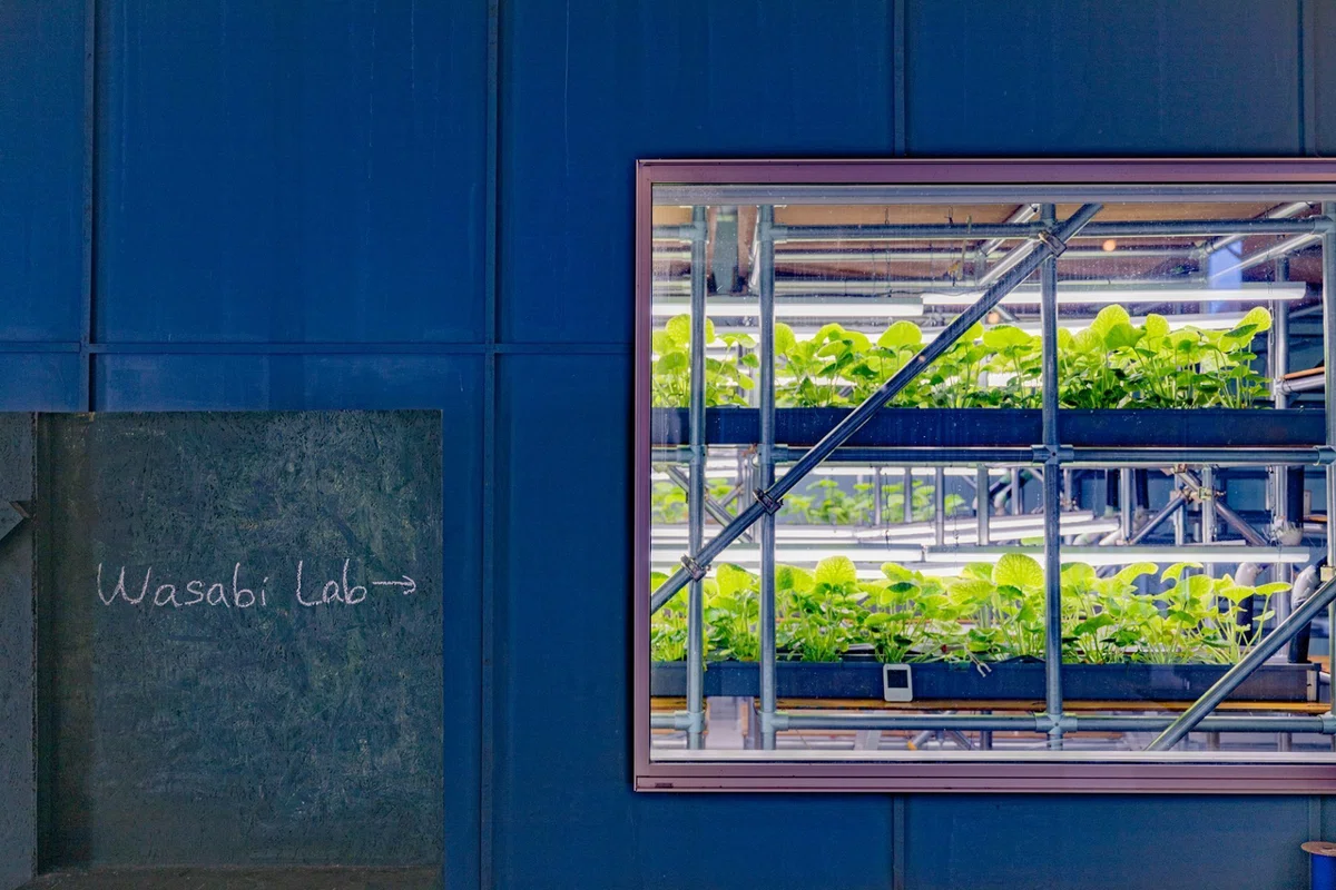 🥬 Rokuyo Denki Iitate Wasabi Lab｜図図倉庫 ZUTTOSOKO