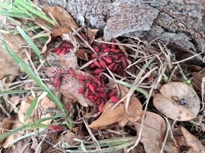 春の赤い大群に驚かないで！台湾で目撃「大紅姫縁蝽（オオホシカメムシ