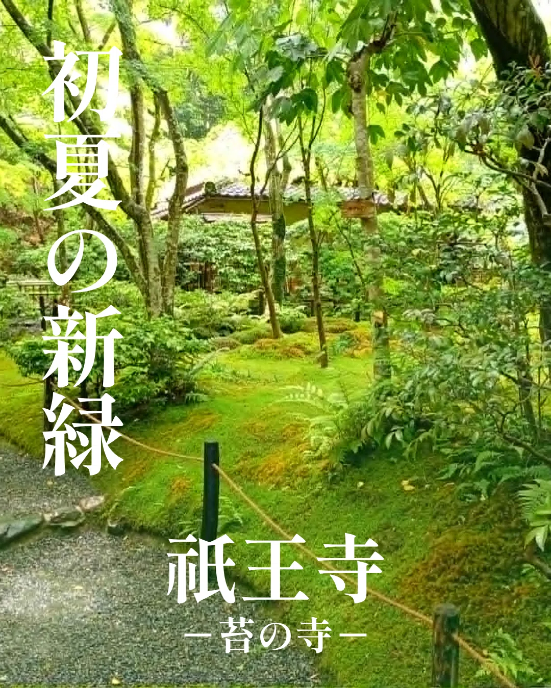 祇王寺を案内|竹林と苔庭が織りなす静寂の空間へ|雅京都観光