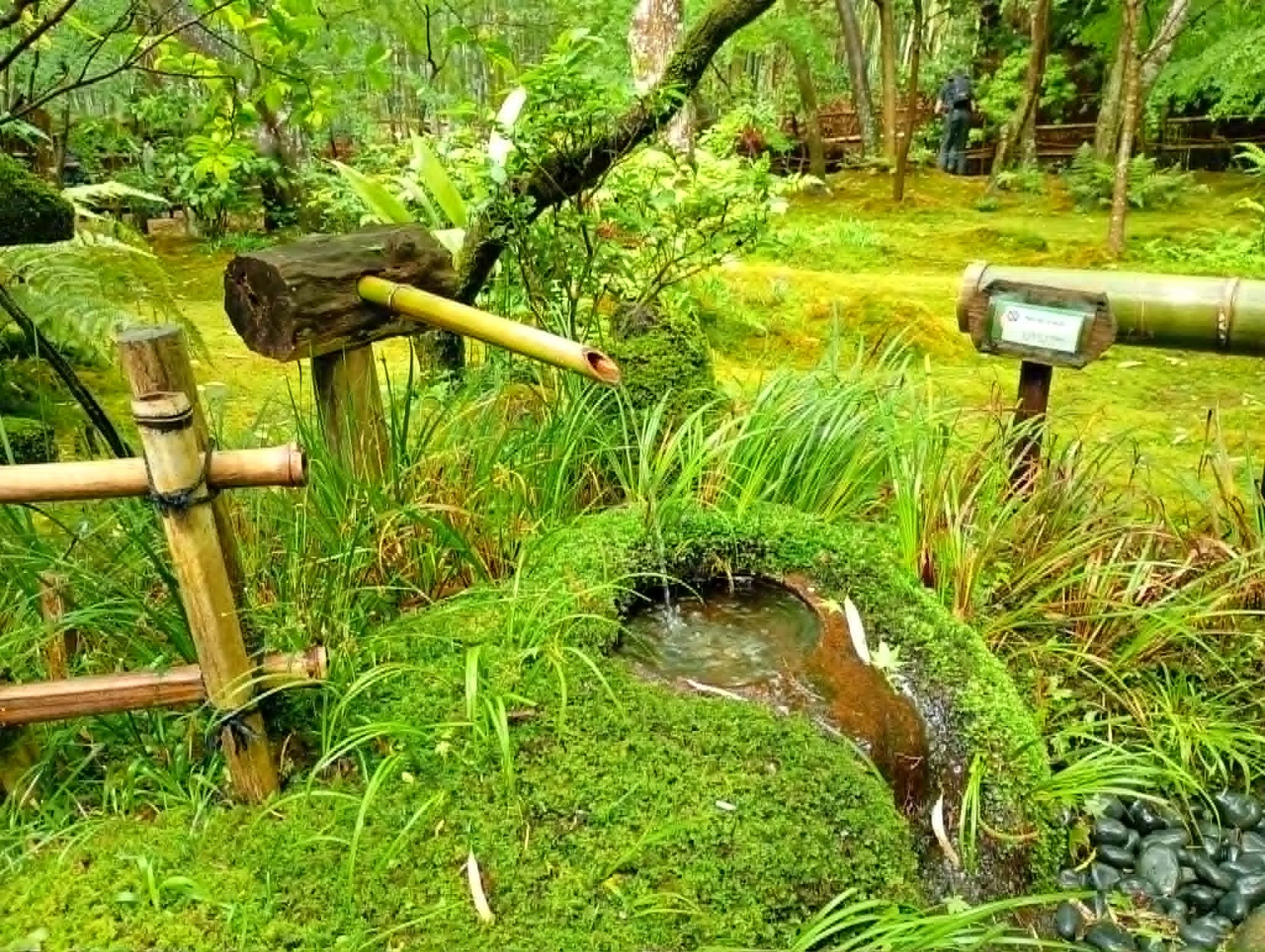 祇王寺を案内｜竹林と苔庭が織りなす静寂の空間へ｜雅京都観光