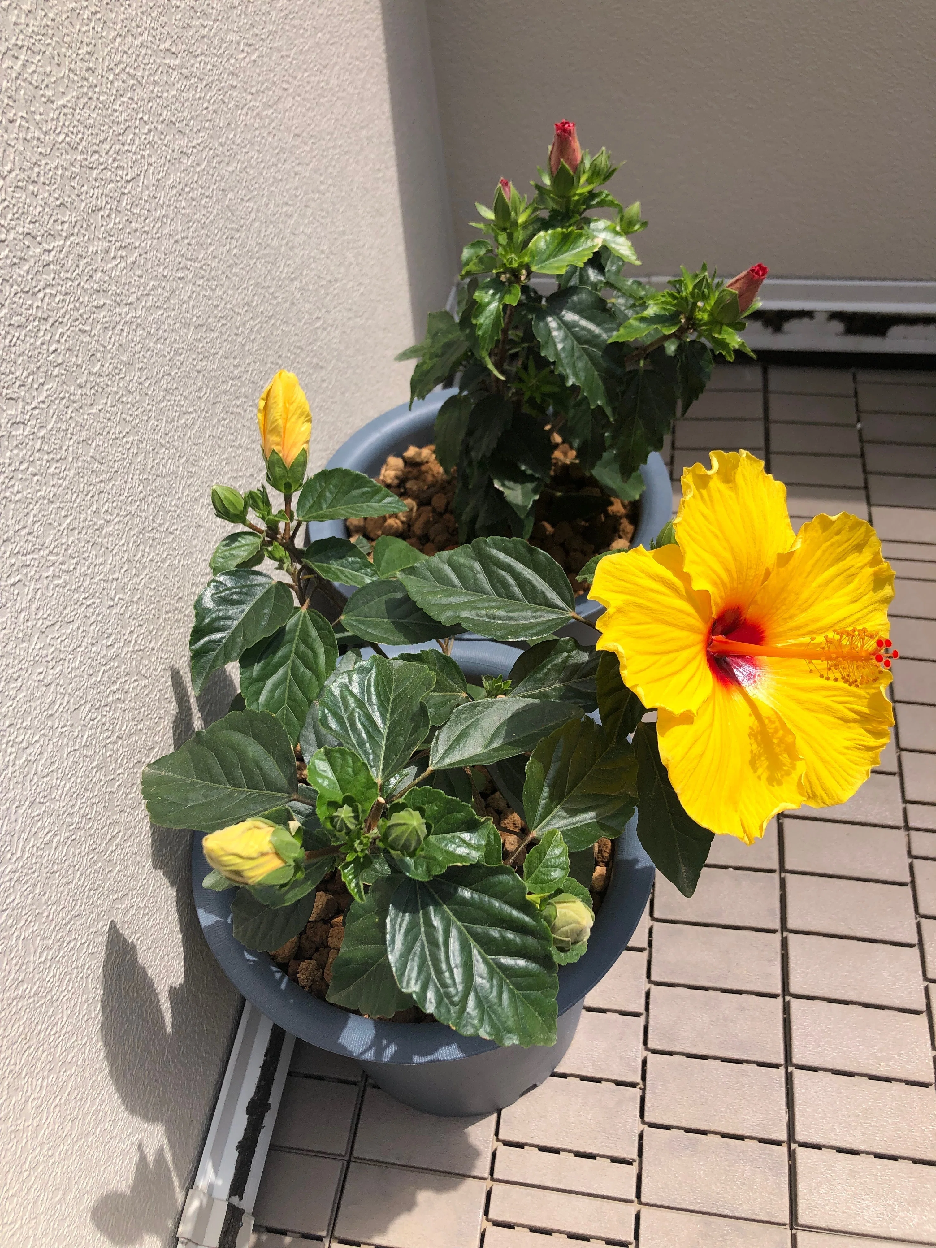 園芸日誌 5月④｜森 流美