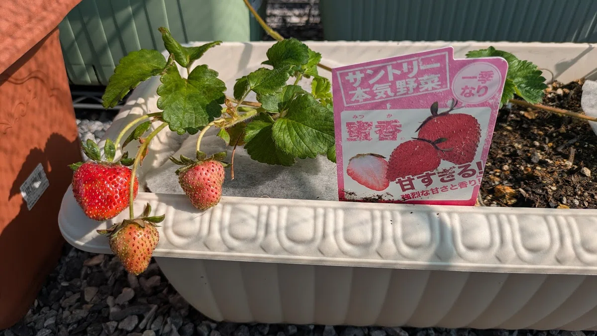TOMY's Playing with Nature: Strawberries 2｜TOMYさん
