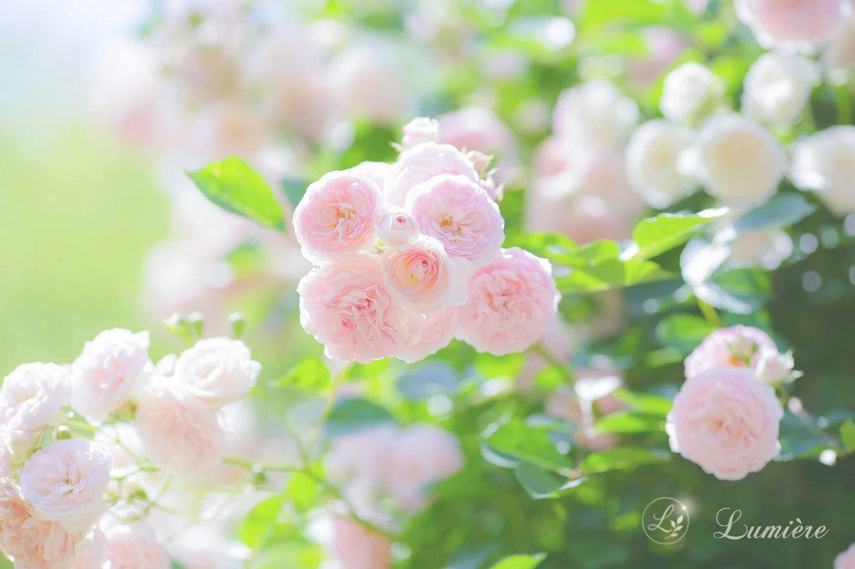 淡いピンクのまるいミニ薔薇の花が、たくさん集まって光を浴びている写真。